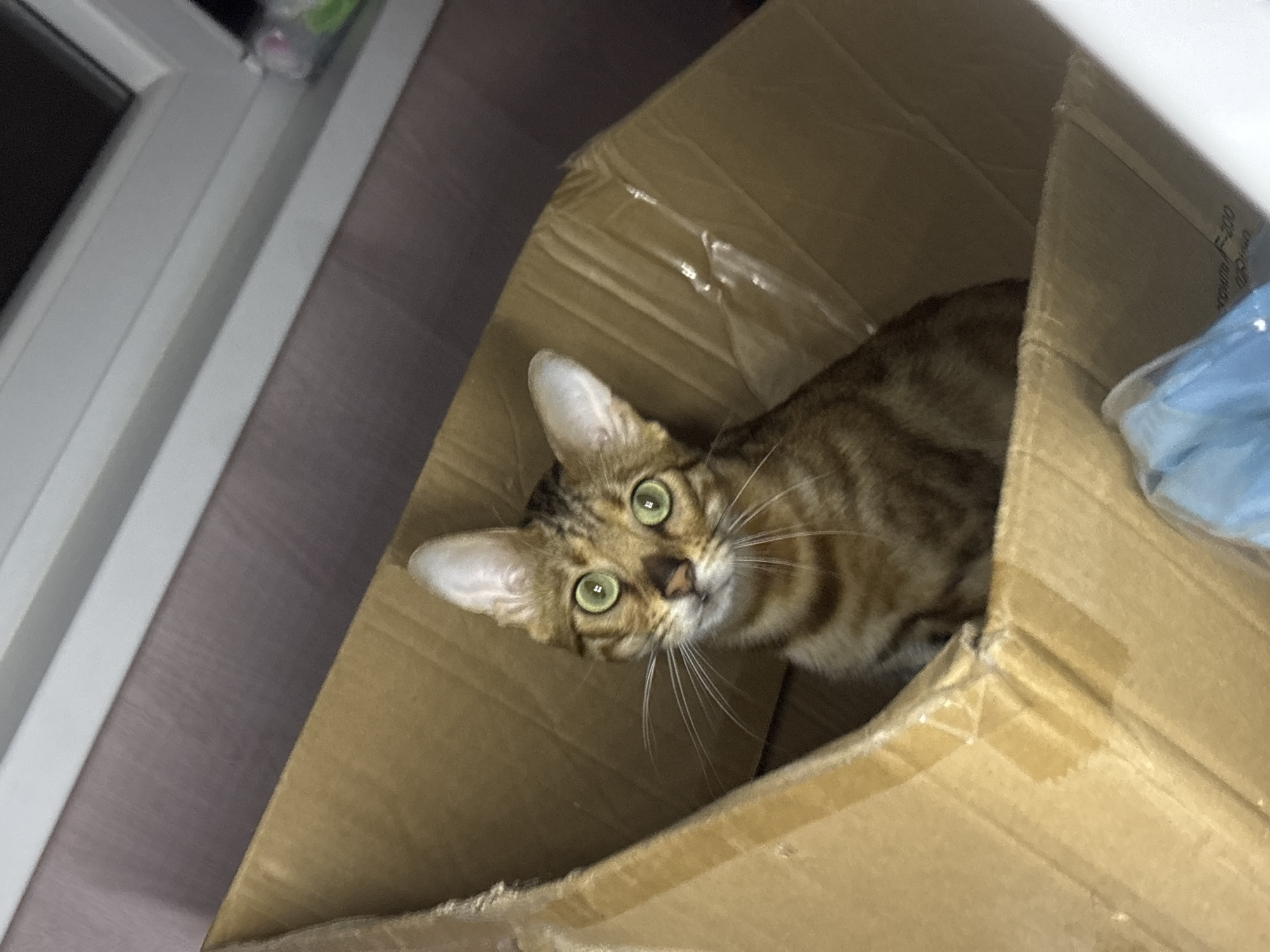 A Bengal cat with bright green eyes and a spotted coat is sitting inside a cardboard box. The box is open at the top and appears to be used for shipping or storage. The background is blurred, but hints of a wooden surface and a window can be seen. The scene is likely indoors, in a domestic setting, but no specific location in Noviy, Russia can be identified from the visual information.
