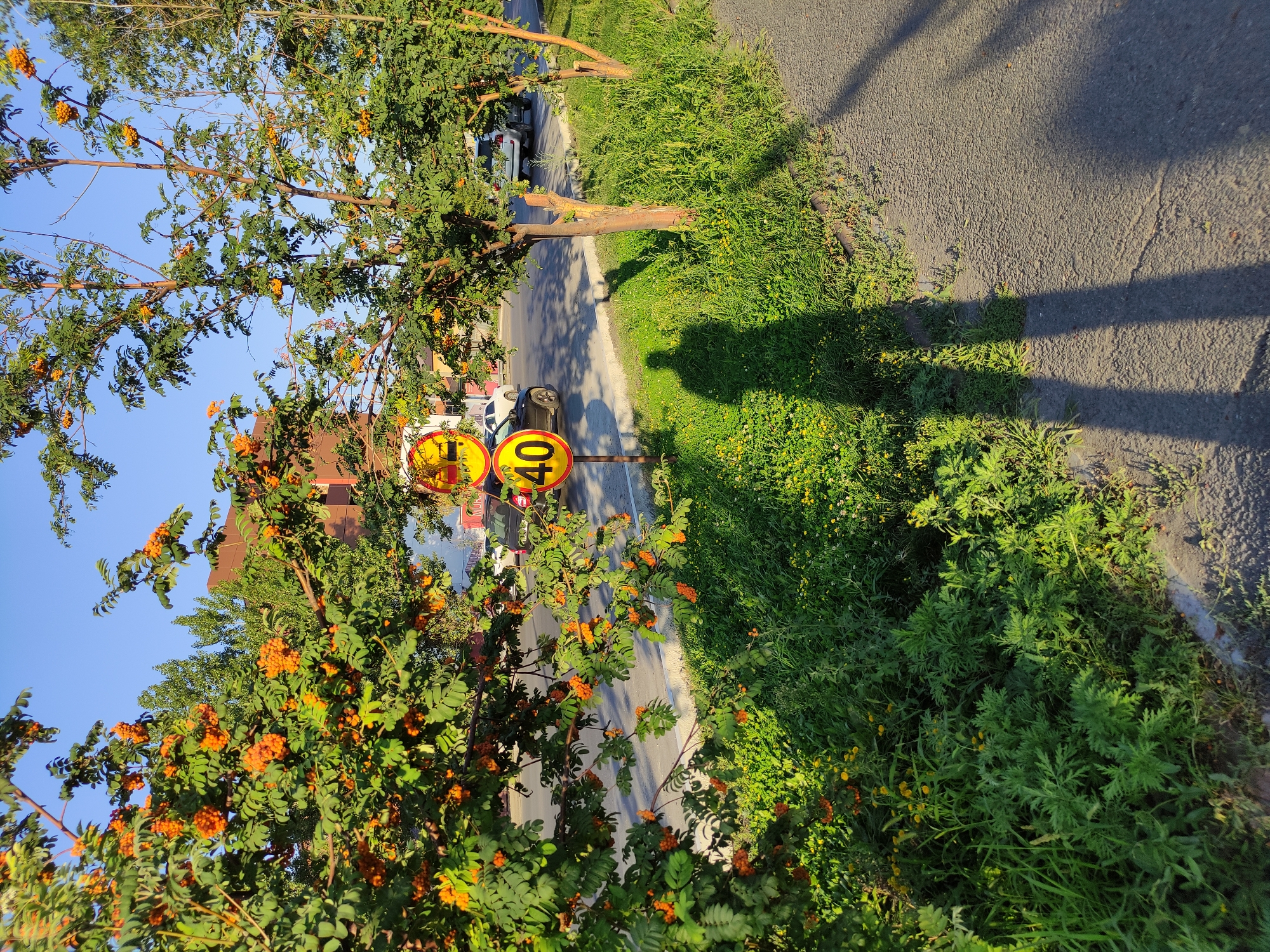 The image shows a street scene in Semey, Kazakhstan, on a sunny day. The foreground is dominated by lush green grass and foliage, with trees bearing clusters of orange berries. The shadow of a person is cast across the grass and the asphalt path. Two road signs are visible: one with a red circle and a diagonal line, indicating a prohibition, and another displaying the number "40" within a red circle, signifying a speed limit of 40 kilometers per hour. In the background, cars are driving on the road, and a building with a brown facade is present. The sky is clear and blue.