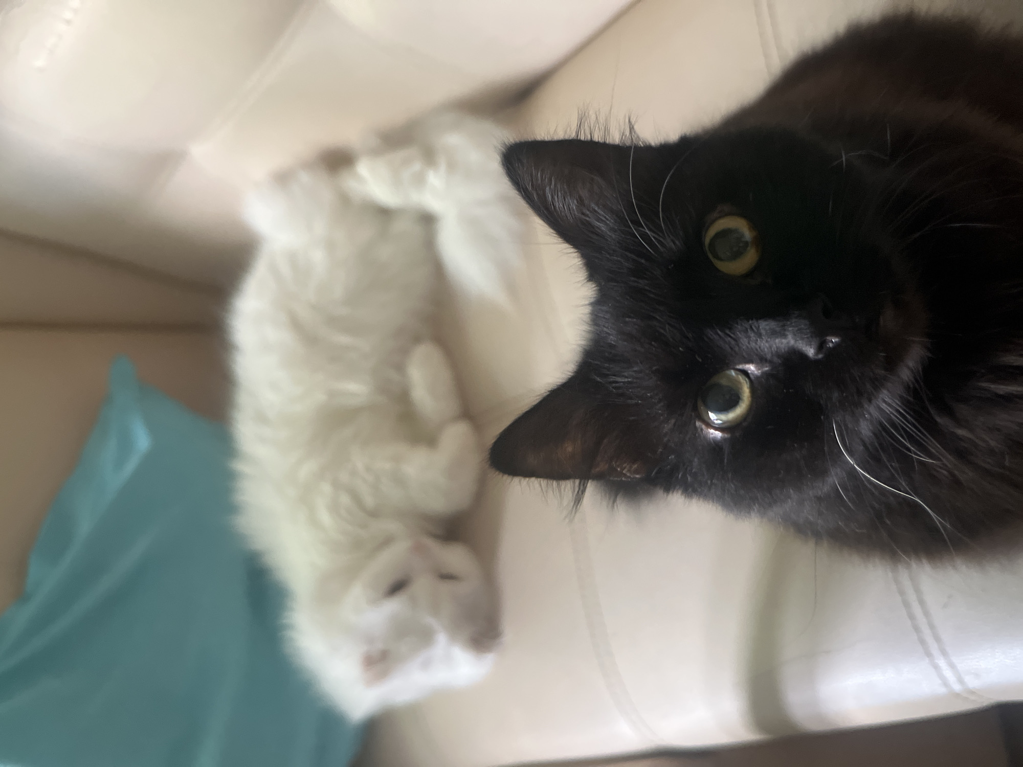 A close-up, low-angle, indoor shot shows two domestic cats on a light-colored couch. In the foreground, a black cat with yellow eyes is looking directly at the camera. Its head and chest are visible. In the background, a white cat is lying down and appears to be asleep. A teal-colored pillow is visible behind the white cat. The image was taken in Tikhoretsk, Russia.