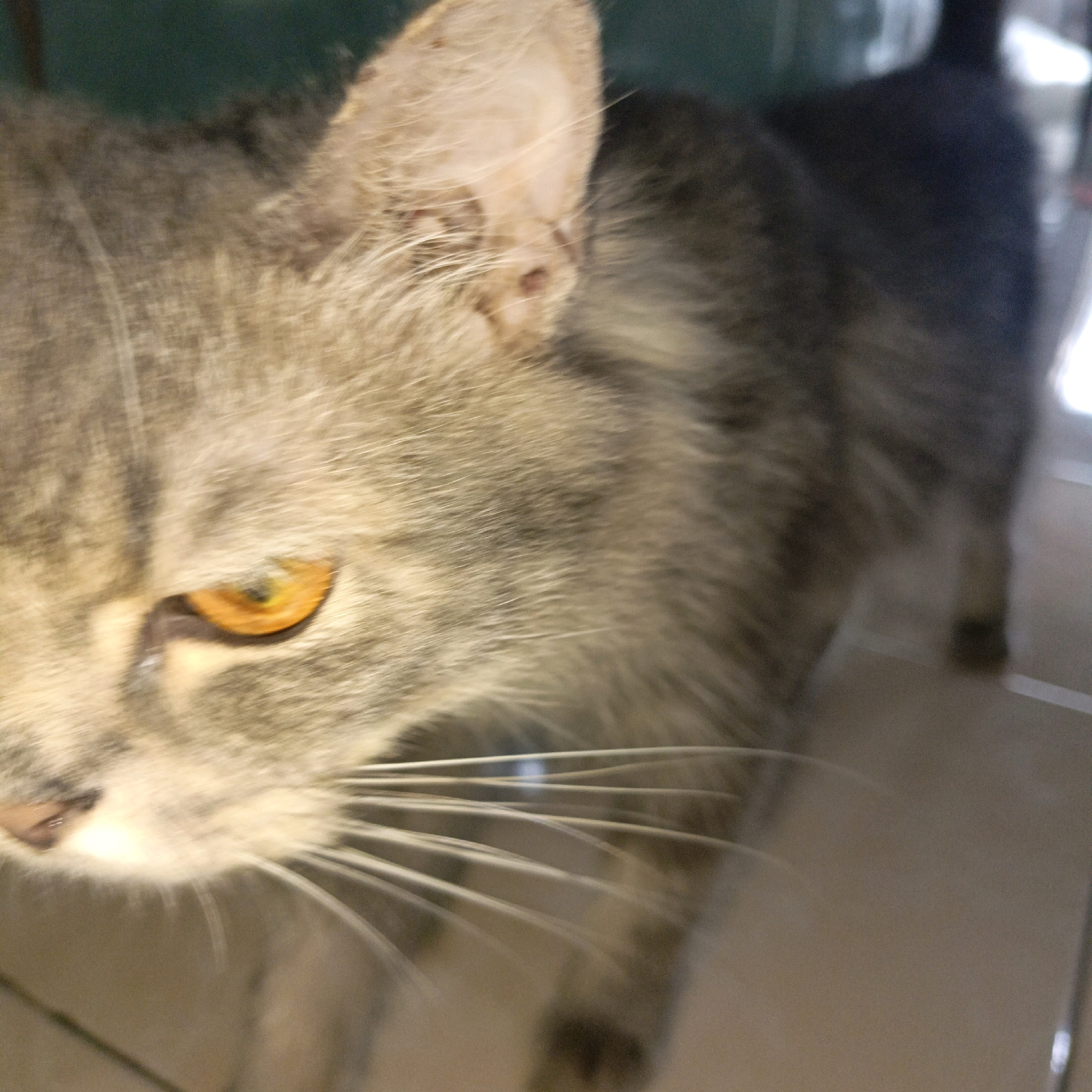 The image shows a close-up, slightly blurred, side profile of a grey tabby cat. The cat's eye, a vibrant orange, is in sharp focus, while the rest of its face and body are softly blurred, suggesting movement. The cat's fur is a mix of grey and brown tabby markings. Its whiskers are prominent and fanned out. The background is indistinct, with a dark green or teal area in the upper left and a lighter, neutral-toned surface below. There is no indication of the City of Medan, Indonesia, or any urban environment in the image. The scene appears to be indoors, possibly in a home or shelter, with the cat as the sole subject.
