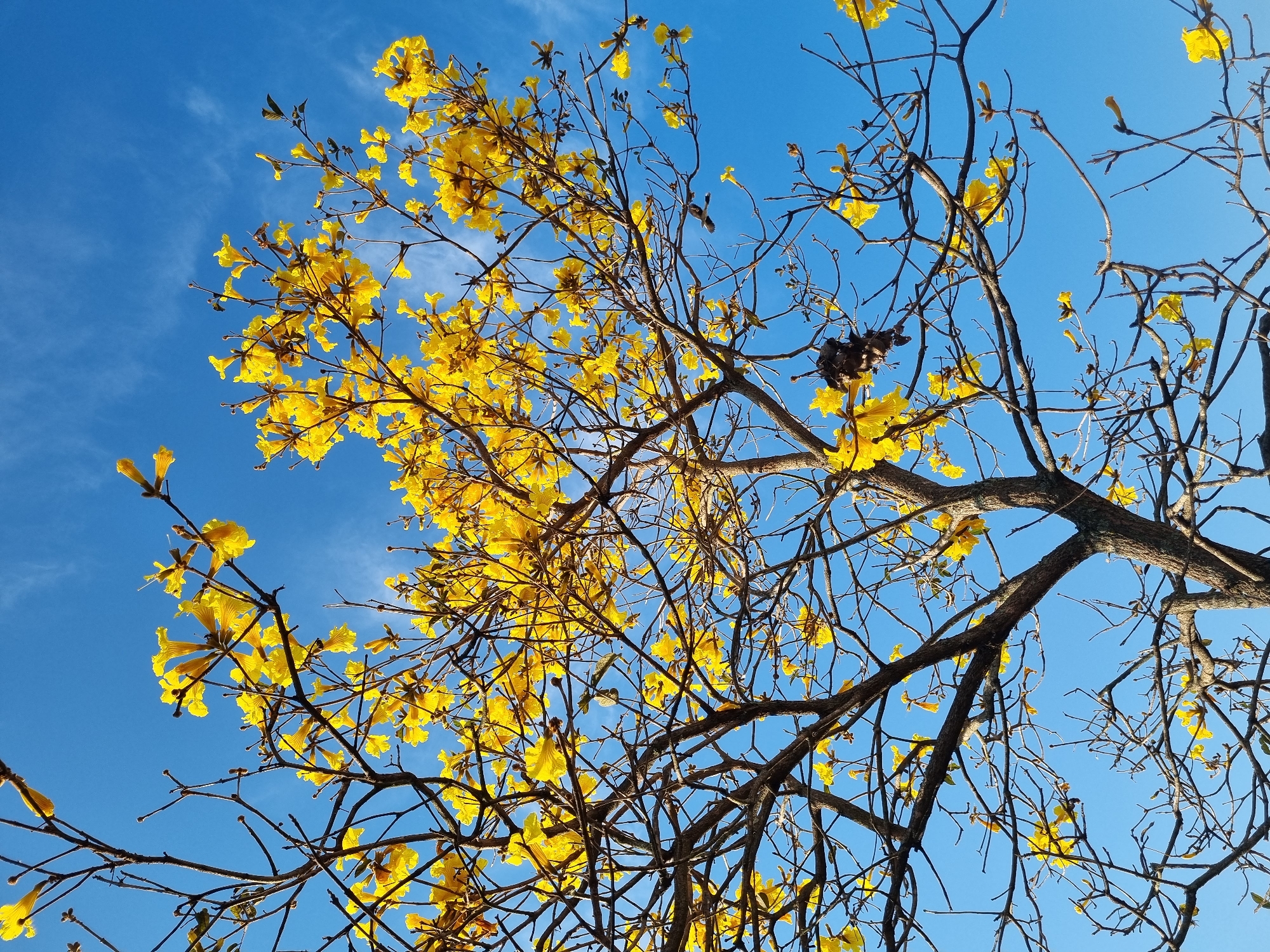 In Laranjal Paulista, Brazil, this low-angle, full-shot photograph captures a vibrant yellow ipe tree against a clear blue sky with wispy white clouds. The tree's bare branches, some still adorned with clusters of bright yellow trumpet-shaped flowers, dominate the frame, creating a stark contrast with the vast expanse of the sky. The image is devoid of any human presence or activity, focusing solely on the natural beauty of the blooming tree.