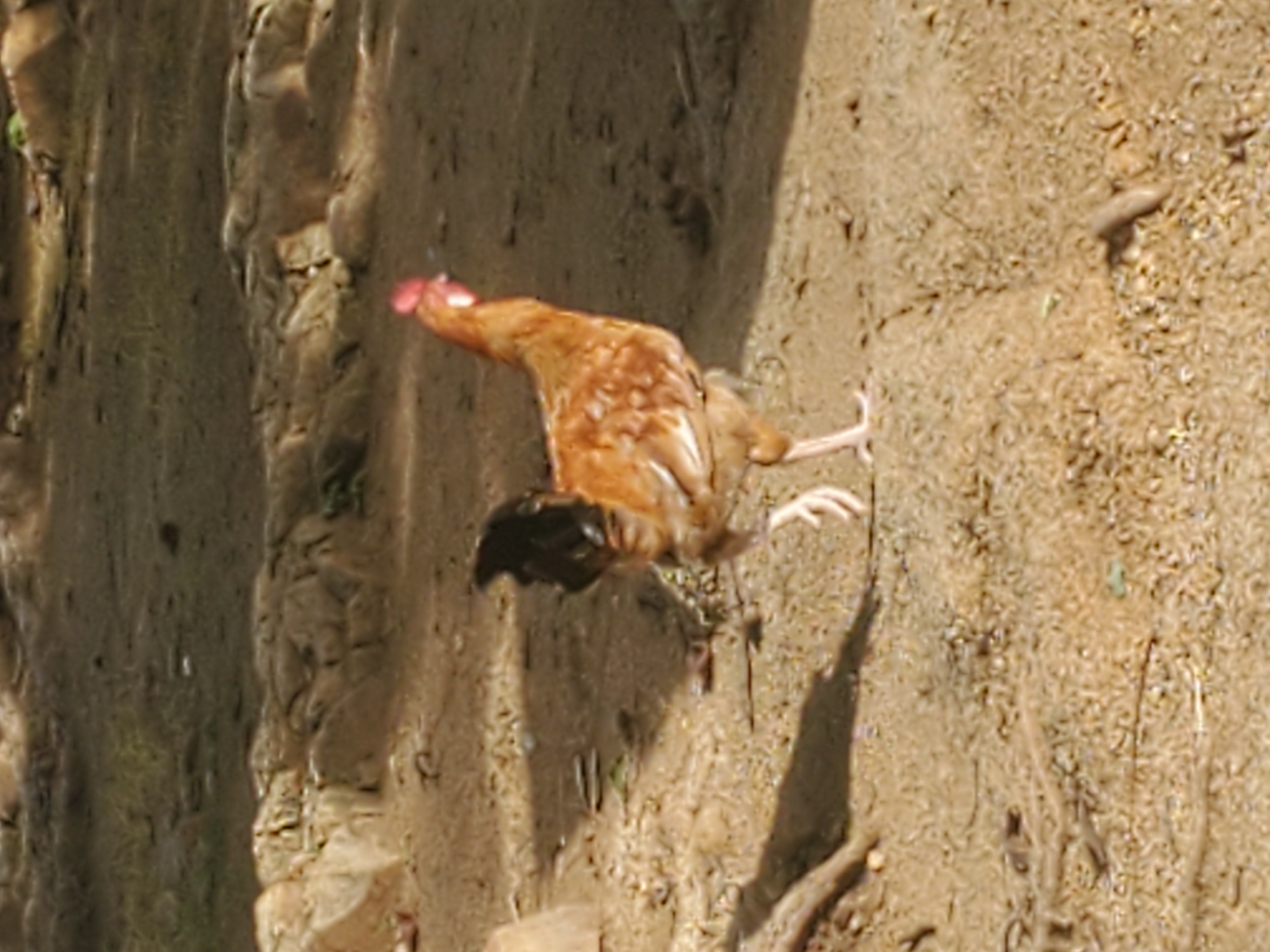A brown and black rooster stands on sandy ground. The rooster is facing right and is in profile. Its head is slightly tilted upwards, and its comb is red. The rooster's body is primarily brown with some white speckles on its feathers. Its tail feathers are black. The rooster is standing on its two legs, with its right leg extended forward. The ground is covered in loose sand and small pebbles, with some dried leaves and twigs scattered around. In the background, there are some rocks and a shadow cast from an unseen object. The lighting suggests it is daytime, with sunlight casting shadows. The location is described as Unknown, Unknown.