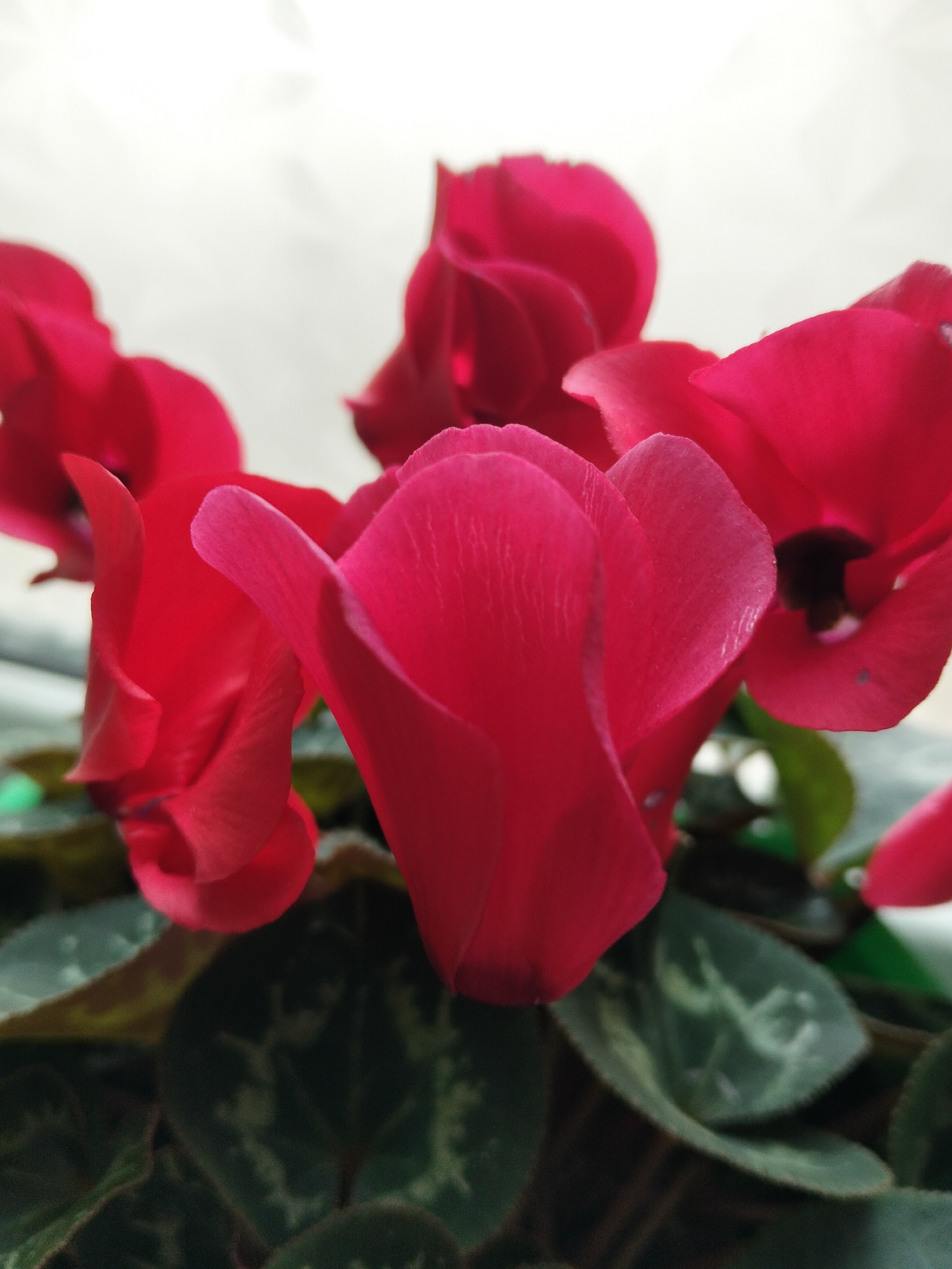 The image is a close-up, eye-level, vertical shot of a cluster of vibrant red cyclamen flowers and their dark green, heart-shaped leaves. The flowers have delicate, pointed petals that curl outwards. The background is a soft, out-of-focus white, suggesting a bright, natural light source. There is no discernible environment related to At-Bashy, Kyrgyzstan, or any urban setting. The focus is entirely on the floral subject.