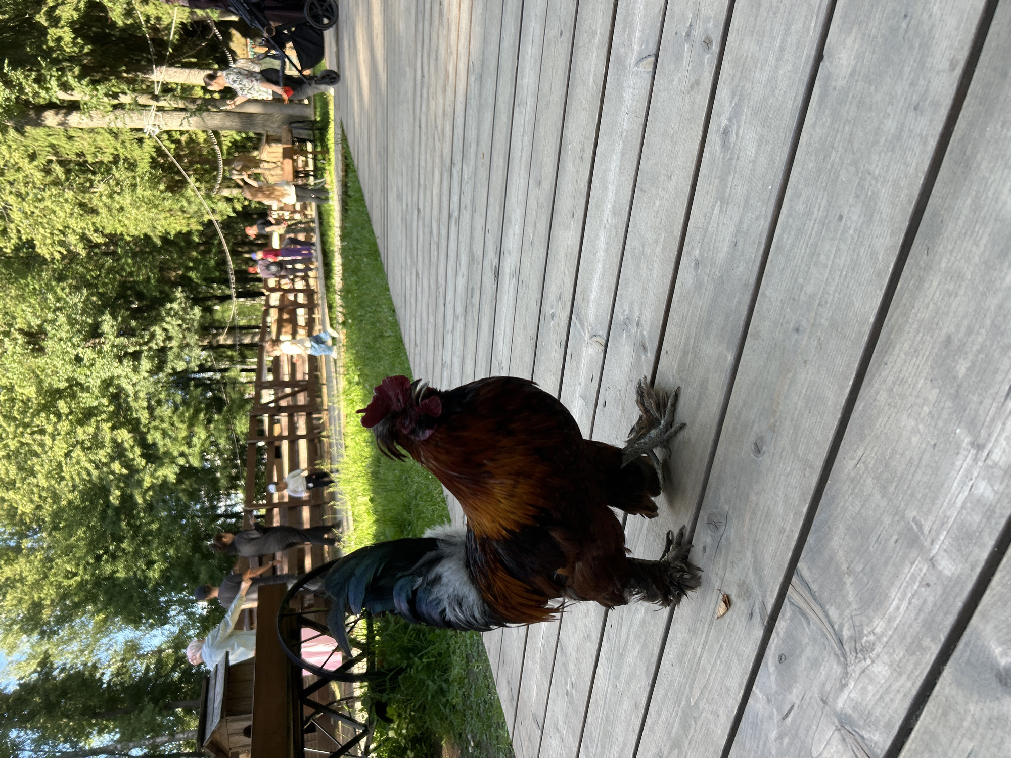 A rooster with dark reddish-brown and black feathers, adorned with a vibrant red comb and wattle, stands on a weathered wooden boardwalk. The rooster is the primary subject, captured in a medium shot that highlights its textured plumage and distinctive feathered legs. The boardwalk is made of light gray wooden planks running lengthwise, with visible grain and knots. To the left of the boardwalk, green grass and lush trees create a natural backdrop. In the distance, behind a rustic wooden fence, several people can be seen, some appearing to be observing or interacting with something in that area. One person is wearing a patterned shirt, another a dark jacket, and a child in purple is also visible. The overall scene suggests an outdoor setting, possibly a farm, park, or rural attraction, on a sunny day given the bright lighting and clear shadows. The presence of a stroller near the trees hints at a family outing. The image is oriented vertically.