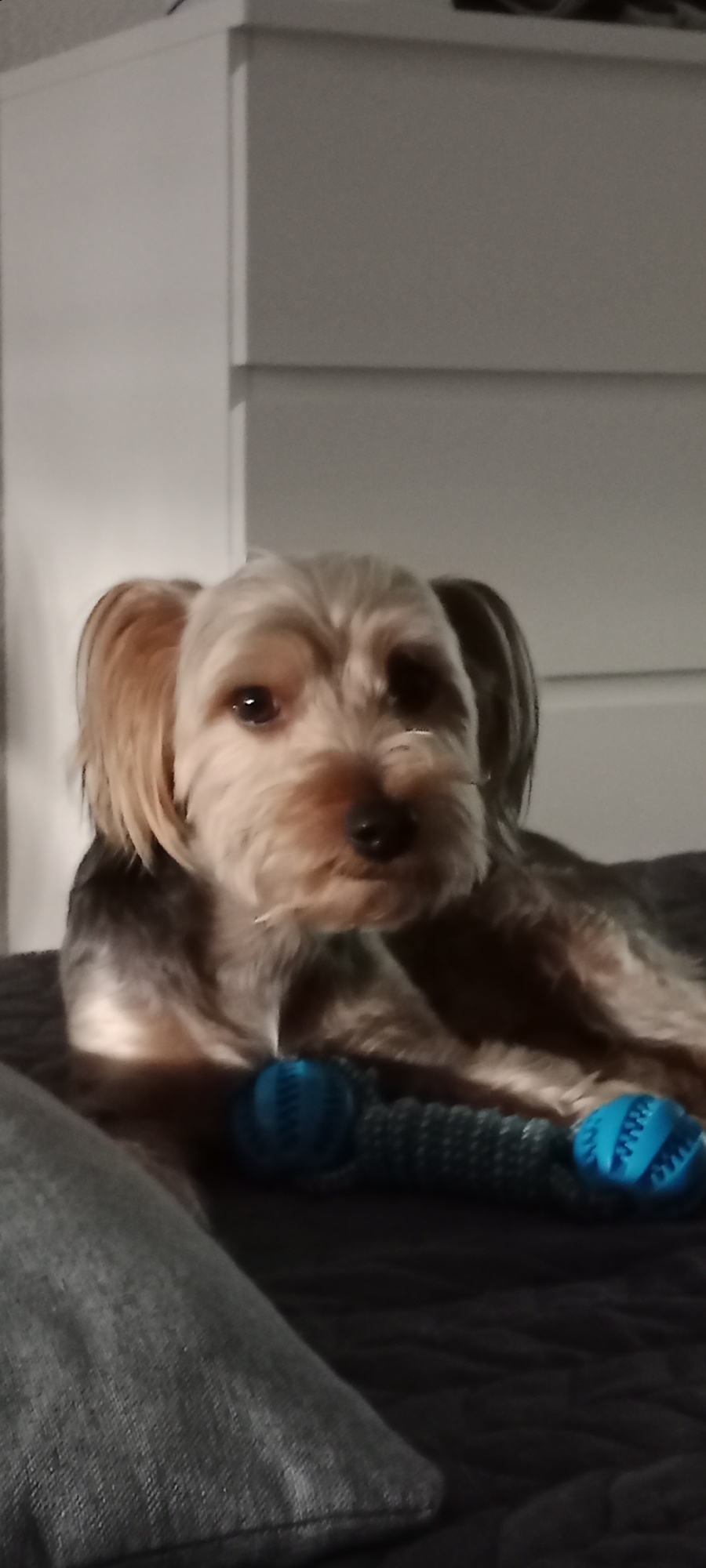A Yorkshire Terrier rests on a dark, textured surface, likely a bed or couch, with two blue, textured dog toys placed in front of it. The dog is facing forward, with its head slightly tilted. Its fur is a mix of tan and grey. The background appears to be a white cabinet or dresser, suggesting an indoor setting. The scene is lit, and the focus is on the dog and its toys. The image is taken from a slightly elevated angle. The location of Galapagar, Spain is not discernible from the visual information present in the image.