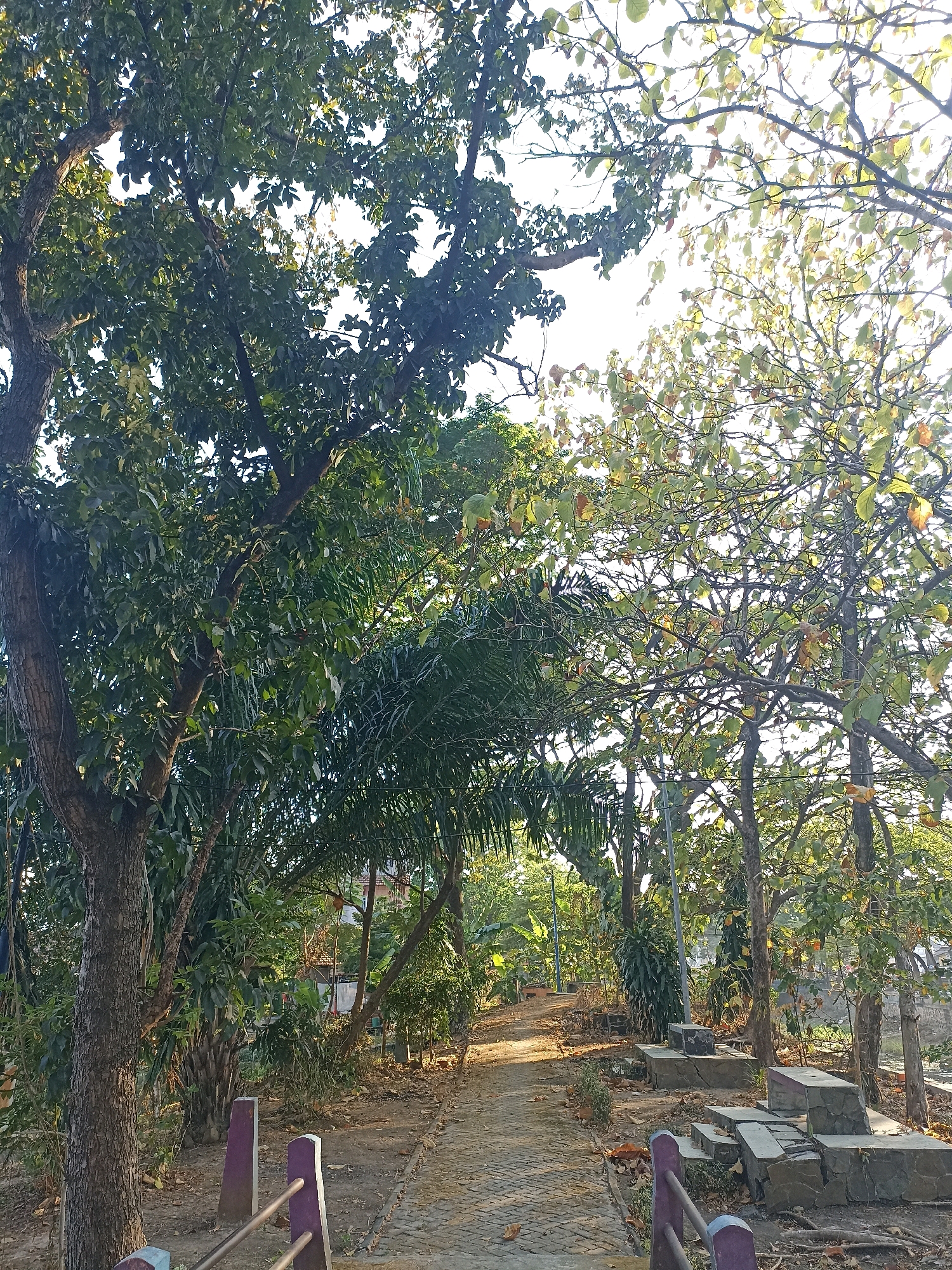 The image depicts a tree-lined pathway in Dapur, Indonesia, bathed in natural light. The pathway, paved with bricks, curves gently to the right and appears to lead into a more natural, wooded area. On the left side of the path, a large tree with a textured bark dominates the foreground, its dense green foliage casting shadows. Further along the path, on the right, are stone benches and some stacked stones, suggesting a seating or resting area. Several trees with lighter green and yellowish leaves, some appearing to be deciduous, are visible on the right, their branches reaching towards the sky. The background reveals more vegetation, including palm-like plants, and glimpses of buildings and structures, indicating a semi-urban or semi-rural setting within Dapur. The overall impression is one of a tranquil outdoor space, likely a park or a natural trail, utilized for recreation or relaxation.