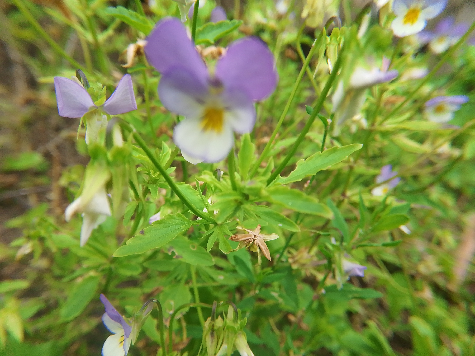 A close-up, outdoor shot captures a cluster of wild pansies with delicate purple and white petals and yellow centers, interspersed with vibrant green foliage. The shallow depth of field blurs the background, emphasizing the flowers in the foreground. The image appears to be taken in a natural setting, possibly a park or meadow, in the city of Dobrograd, Russia. There are no people or animals visible in the frame.