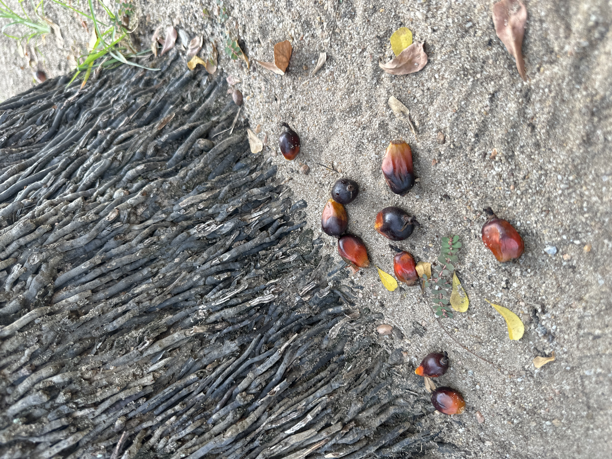 The image shows a section of ground in Lagos, Nigeria. A dense mat of aerial roots from a palm tree is visible to the left. To the right, the sandy ground is littered with fallen palm fruits in varying shades of red, orange, and brown, along with a few scattered dry leaves and small plant debris. No people are visible.