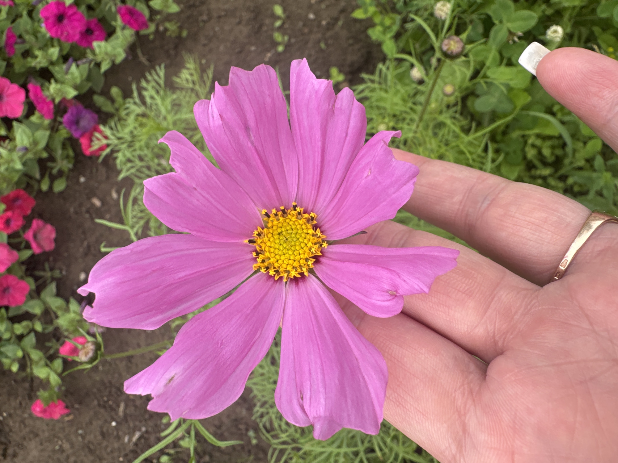 A close-up, eye-level, vertical shot shows a hand holding a single pink cosmos flower in Chastyye, Russia. The flower, with its delicate, ruffled petals and bright yellow center, dominates the foreground. The hand, with visible fingerprints and a gold ring on the ring finger, is positioned at the bottom of the frame, gently supporting the flower. The background features a blur of green foliage and pink petunias, suggesting a garden setting. The lighting is soft, with the flower well-illuminated, casting subtle shadows. The image appears to be taken outdoors during the daytime, likely in a garden or park area within Chastyye.