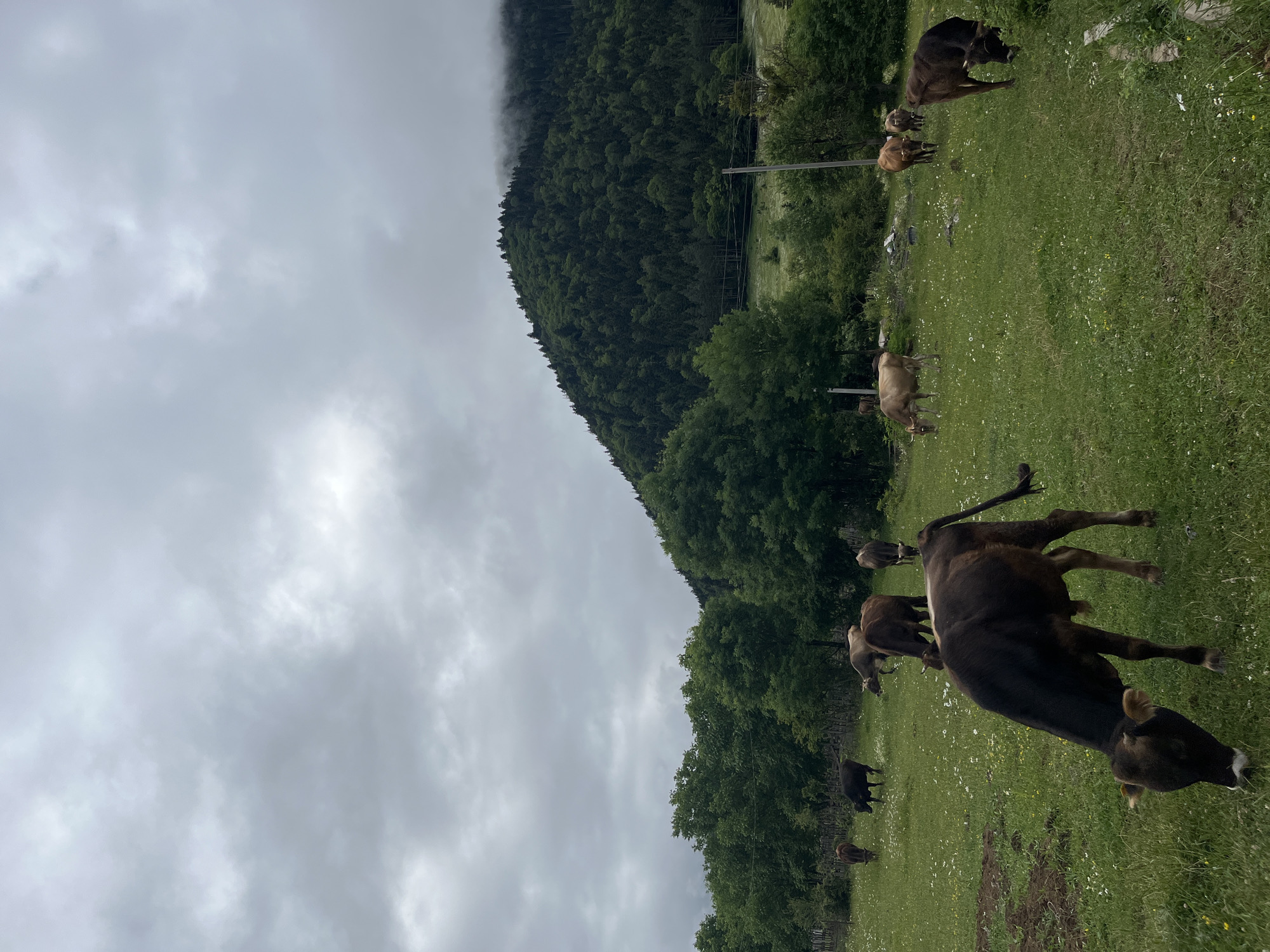 An overcast, possibly humid day in Tba, Georgia, with a herd of cattle grazing on a grassy hillside. The sky is a uniform grey, hinting at rain or fog. In the foreground, a dark-brown calf with a slender tail lowers its head to graze on the lush green grass dotted with small white wildflowers. Behind it, a black cow is also grazing. To the left, a brown cow stands partially obscured by other vegetation.
Further back, a group of cows are spread across the pasture. One light-brown cow with a visible horn is grazing, while a darker brown cow stands behind it. To the right, another dark brown cow with prominent horns is also feeding. A few other cattle are visible in the mid-ground.
The background is dominated by a dense, dark green forest that carpets the slopes of a large mountain. The upper reaches of the mountain are shrouded in mist or low-lying clouds, adding to the atmospheric mood. A rustic wooden fence runs along the edge of the treeline on the left side of the image. In the mid-right of the frame, a wooden utility pole with visible wires stands sentinel. The overall impression is one of a peaceful, rural landscape in a mountainous region.