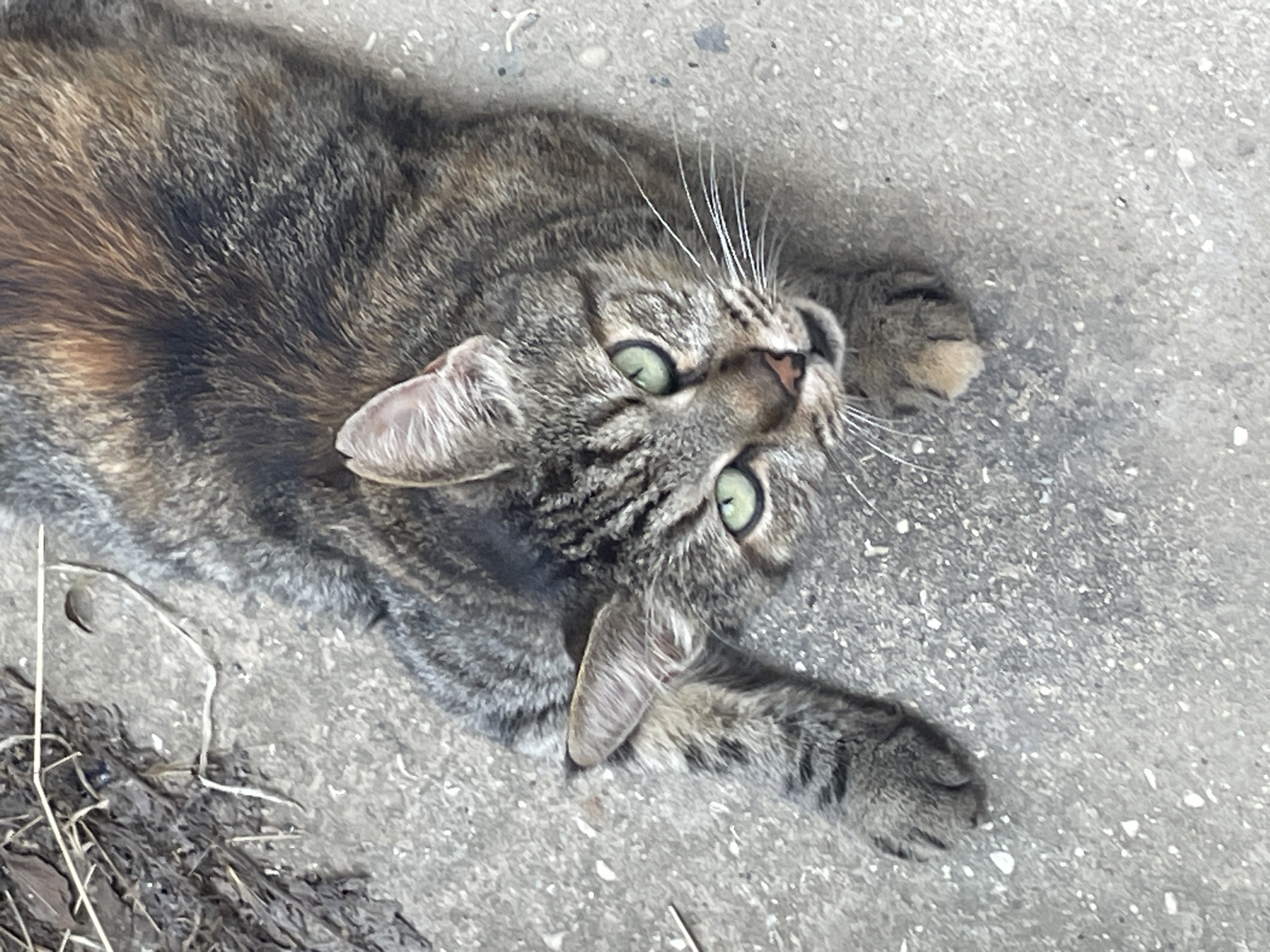 A tabby cat with green eyes is lying on a concrete surface. The cat is facing the camera and its front paws are extended. The background consists of dirt and dry leaves. The image does not contain information about the location in Kadıköy, Turkey.
