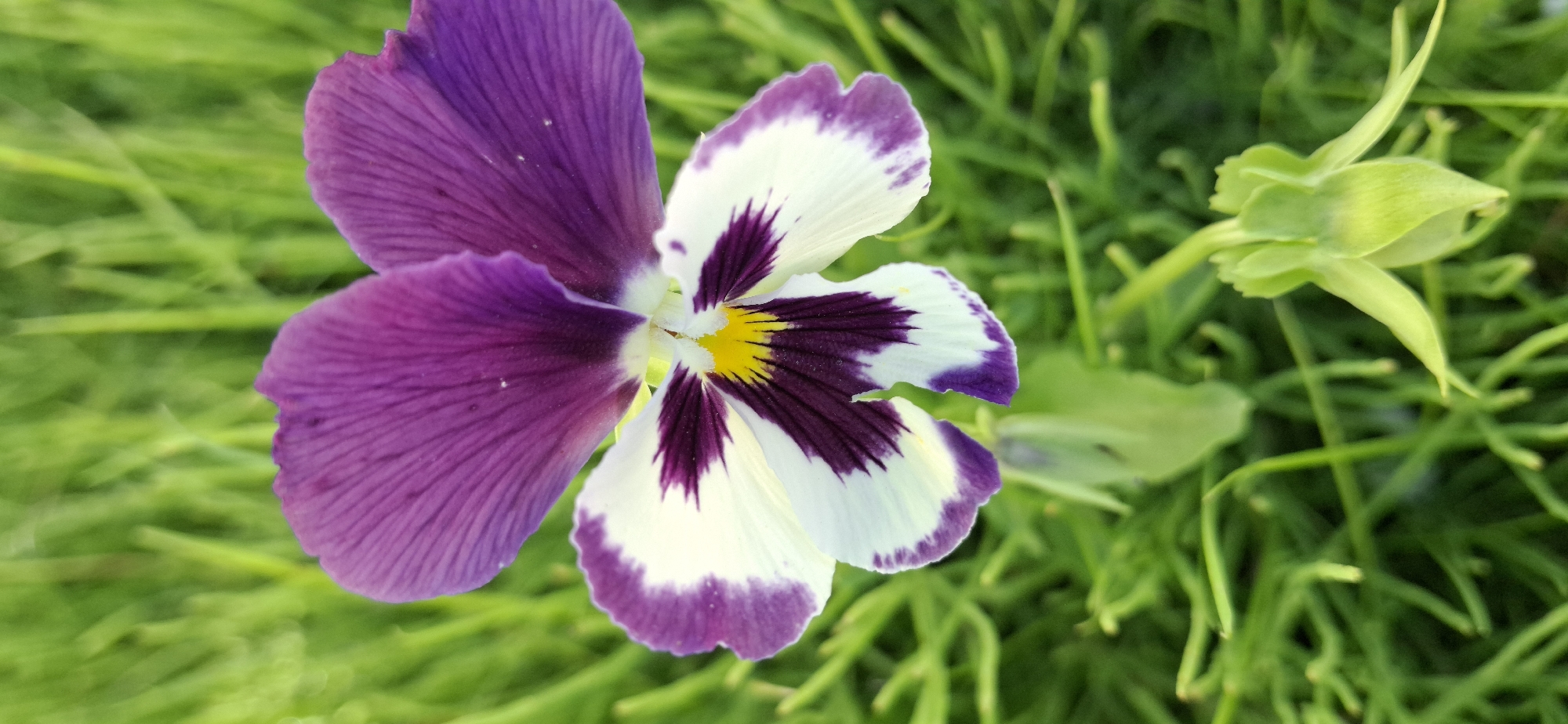 A close-up, vertical, eye-level shot focuses on a single, tri-colored pansy flower in full bloom. The flower exhibits three distinct colors: deep purple on the upper two petals, white on the middle two petals, and a darker, wine-red to deep purple pattern radiating from the center. The very center of the flower is a bright yellow. The flower is positioned slightly off-center to the left, with its petals spread open. The background is a blur of vibrant green grass, suggesting an outdoor setting. In the lower right quadrant of the image, a partially formed green flower bud is visible, also out of focus. The image appears to have been taken in the city of Telmana, Russia, though no specific urban landmarks are discernible. The lighting is natural, casting soft shadows and highlighting the textures of the petals and grass.