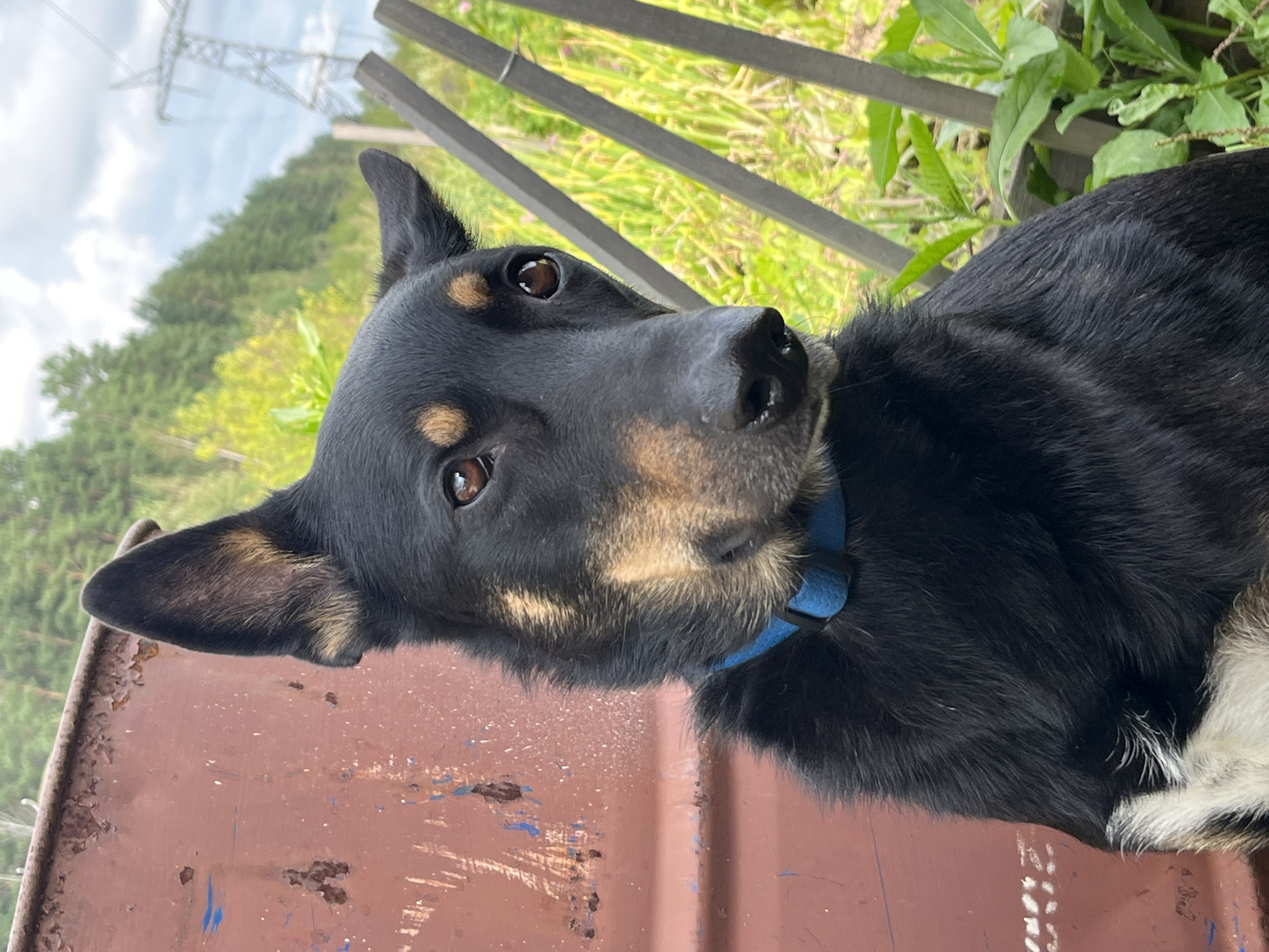 The image shows a medium-sized black dog with tan markings on its face and chest, wearing a blue collar. The dog is seated outdoors, with a large, rusty red metal barrel behind it to the left. In the background, there is lush green vegetation, a wooden fence, and a power transmission tower against a cloudy sky. The scene appears to be in a rural or semi-rural area. There is no specific indication of the location being in Nizhny Tagil, Russia.