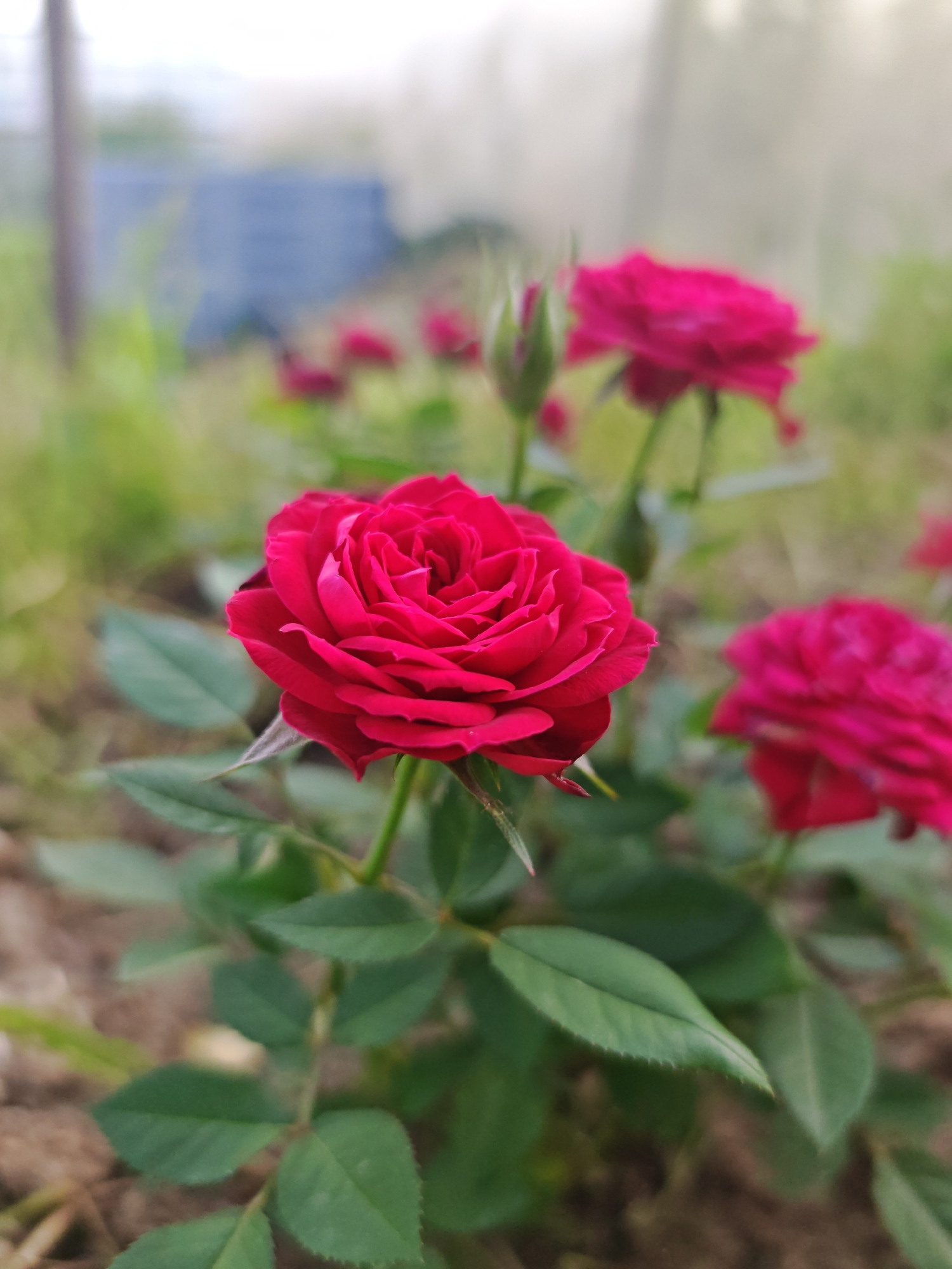 A close-up, shallow depth-of-field shot captures a vibrant red rose in bloom, positioned slightly off-center to the left. The rose's petals are tightly packed and layered, displaying a rich, velvety texture. Surrounding the primary rose are other blurred red roses and buds, as well as green foliage and stems. The background is a soft blur of muted greens and grays, suggesting an outdoor garden setting with hints of a fence or structure. The soil beneath the rose is visible in the foreground, appearing as a mix of dark earth and dried leaves. The image is taken in the city of Aisha, Russia.