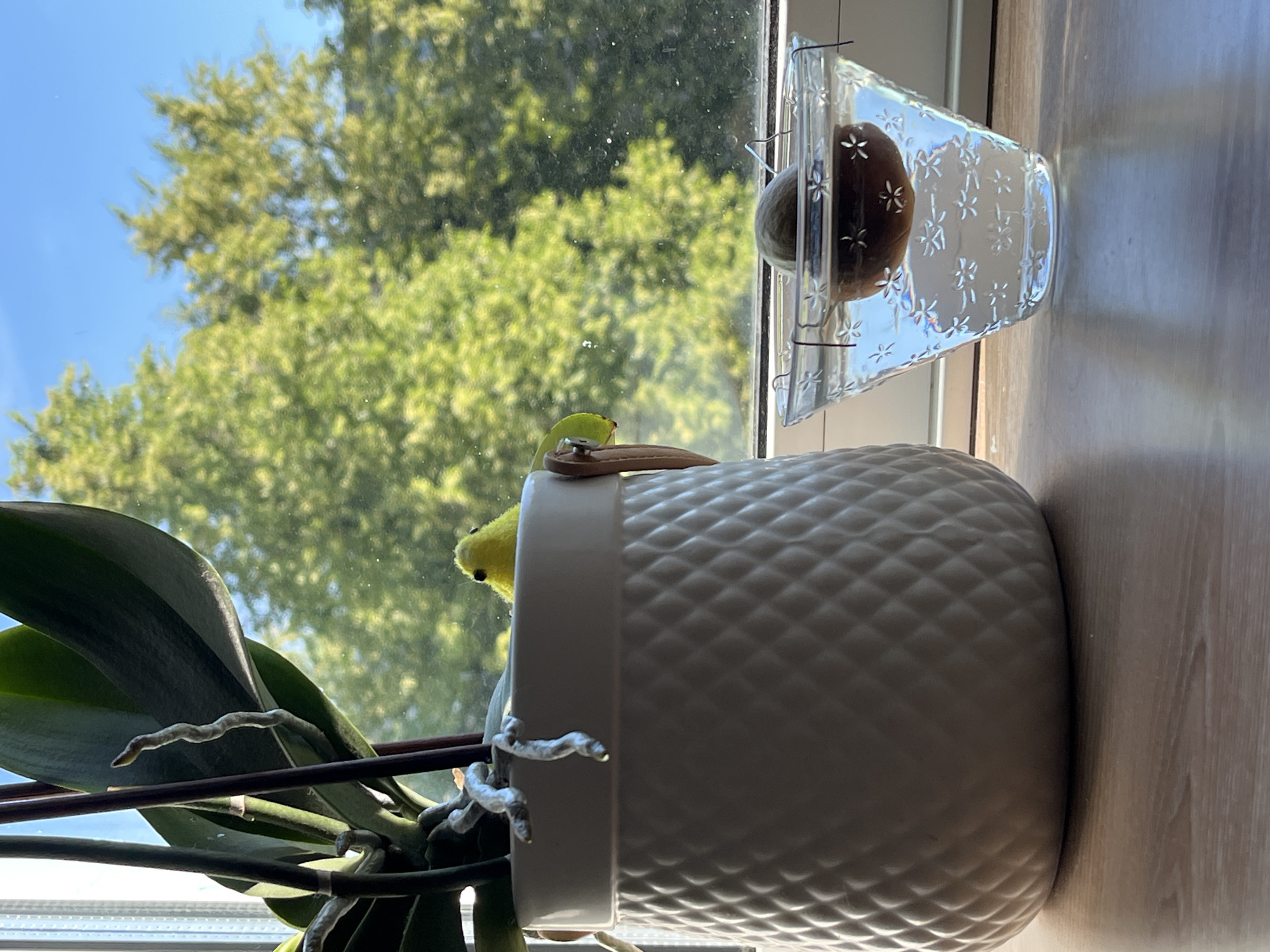 A close-up, eye-level, outdoor shot shows an orchid plant in a textured white pot to the left, and an avocado pit suspended in water in a clear glass bowl to the right. The orchid has large green leaves and aerial roots visible, with a small yellow plush toy peeking over the rim of the pot. The avocado pit is partially submerged in water, held in place by wires. Both items are placed on a wooden surface in front of a window, through which lush green trees and a bright blue sky are visible. The sun is casting shadows, indicating it is daytime.