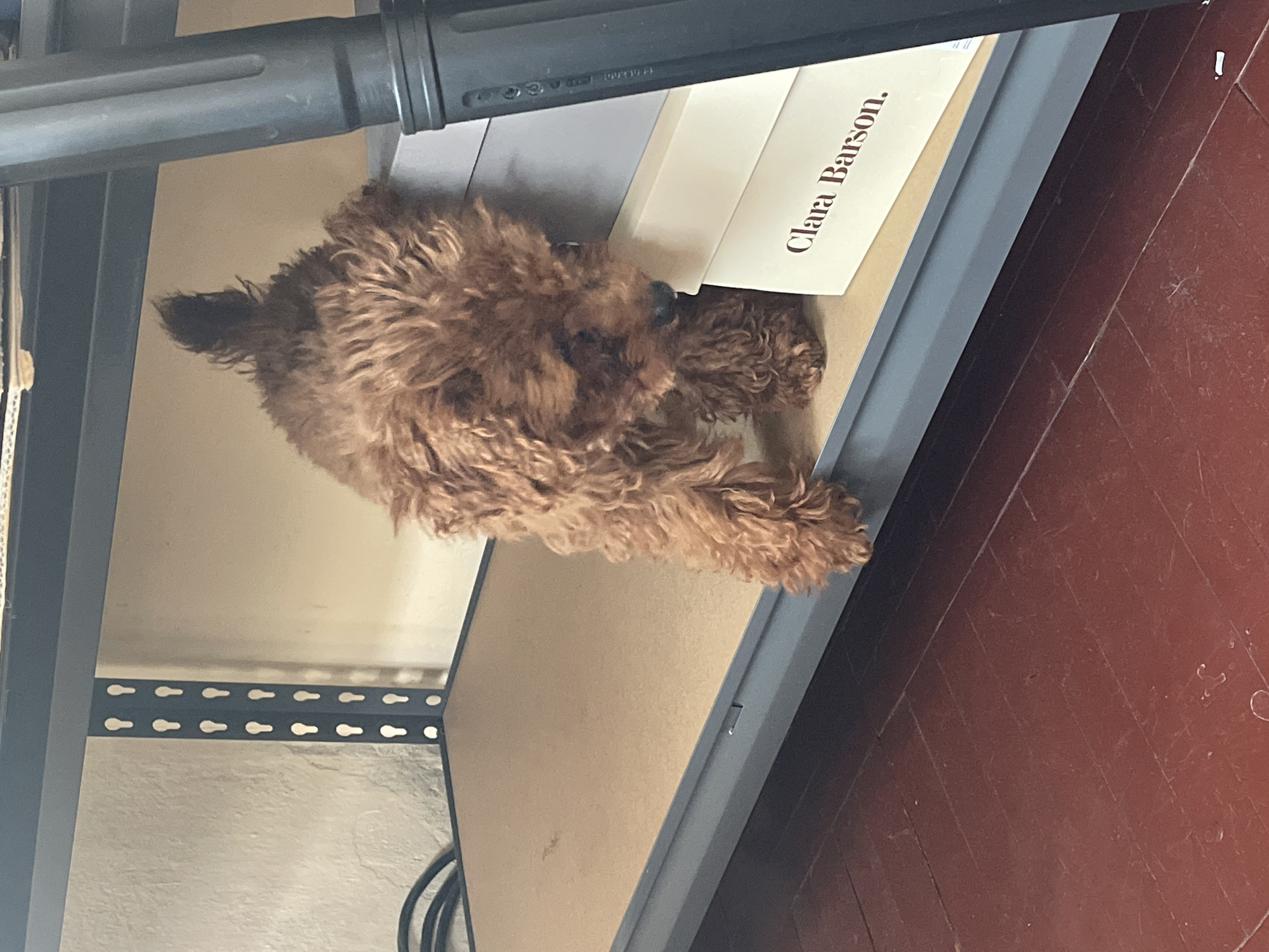 A brown poodle lies on a shelf next to a book titled "Clara Barson." The shelf is gray and metallic. The background includes a wooden floor. The location is unknown and cannot be inferred from the image.