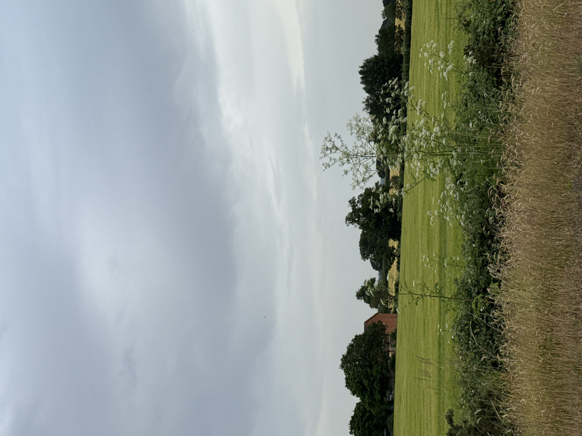 The image presents a landscape in the Ipswich area of the United Kingdom, under an overcast sky. A field of green crops dominates the central portion of the scene, with a variety of white flowering plants sparsely distributed along its edge and within. Adjacent to the field is a verge of dry, brown grasses. A cluster of trees forms a backdrop to the field, partially obscuring a brick building with a visible gable roof. The sky is largely featureless, with a uniform gray tone indicative of heavy cloud cover. No people or animals are directly visible in the frame. The scene suggests a rural or suburban setting within the region of Ipswich, UK.