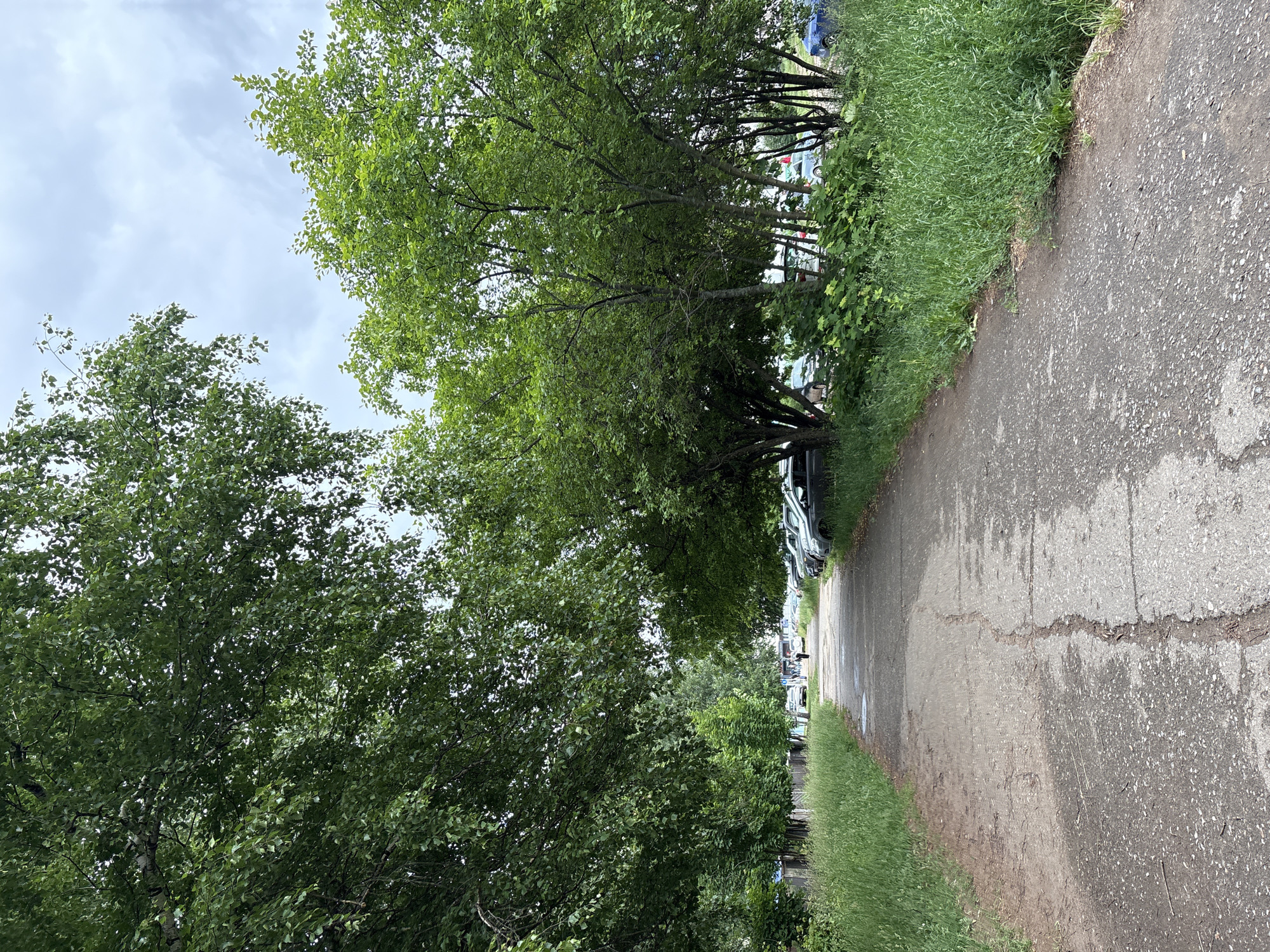 This outdoor image, captured in Chaikovsky, Russia, presents a scene featuring a paved path bordered by lush greenery under an overcast sky. A gray asphalt or concrete path, showing visible cracks and some wet patches, extends diagonally from the lower right foreground into the mid-ground. To the left, a dense line of tall deciduous trees with vibrant green leaves dominates the view, their foliage forming a natural canopy and obscuring parts of the background. Hints of lighter bark suggest some of these might be birch trees. Along the right side of the path, a strip of green grass and lower vegetation grows. In the distance, behind the trees and grass, several parked cars of various light colors (white, silver, blue) are partially visible. The sky above is light gray and completely cloudy, indicating an overcast day, possibly damp from recent rain given the wet areas on the pavement. There are no people or discernible activities taking place, creating a tranquil, natural-urban landscape. No text is visible in the image.