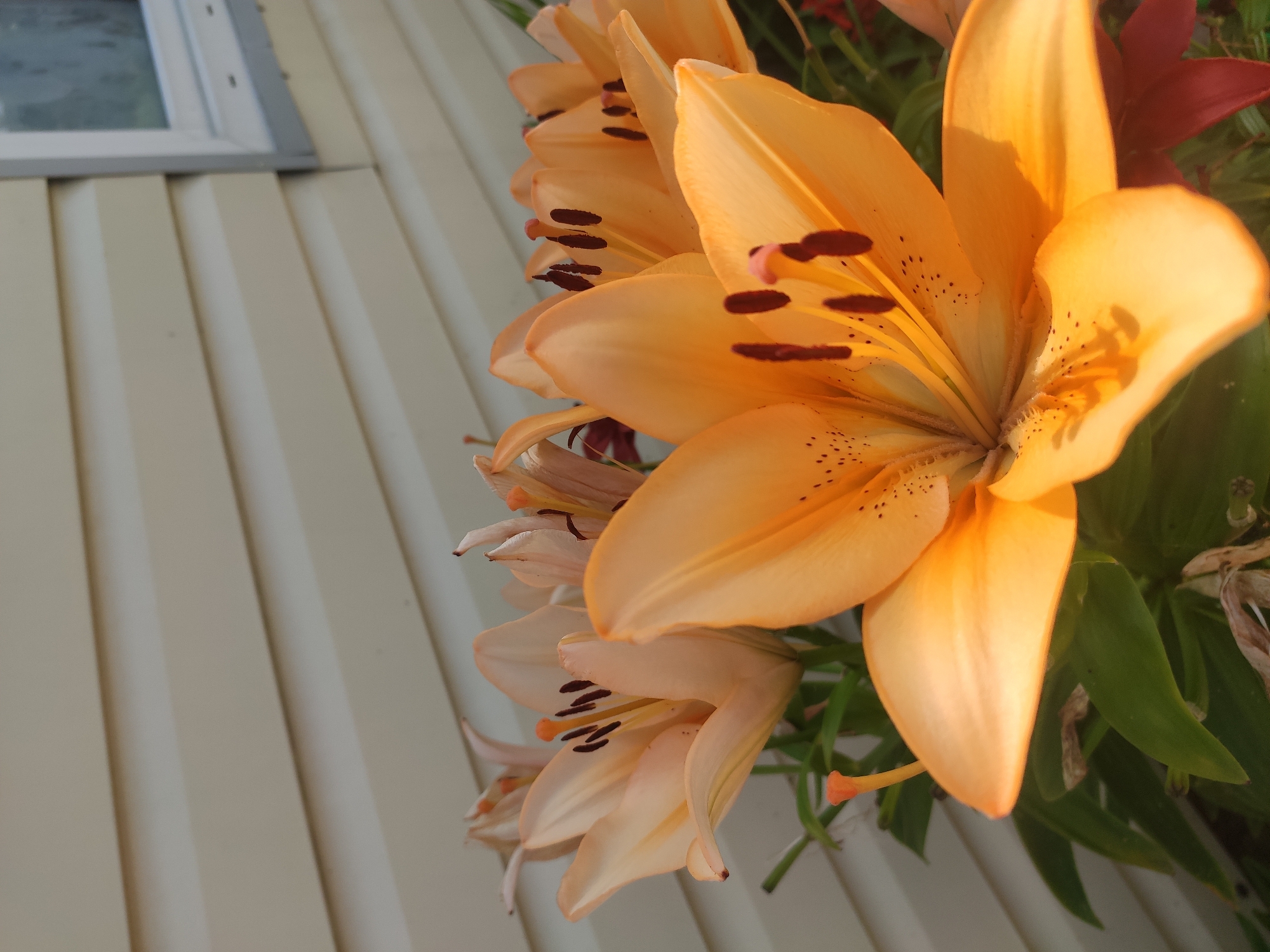The image displays a close-up view of several orange lily flowers with dark brown speckles on their petals. The flowers are in bloom, with their stamens and pistils prominently visible. In the background, there is a wall clad in light-colored horizontal siding, and a portion of a window frame is visible on the right side of the image. Green foliage is present among the flowers. The scene appears to be outdoors, with natural lighting. The location is Polatsk, Belarus.