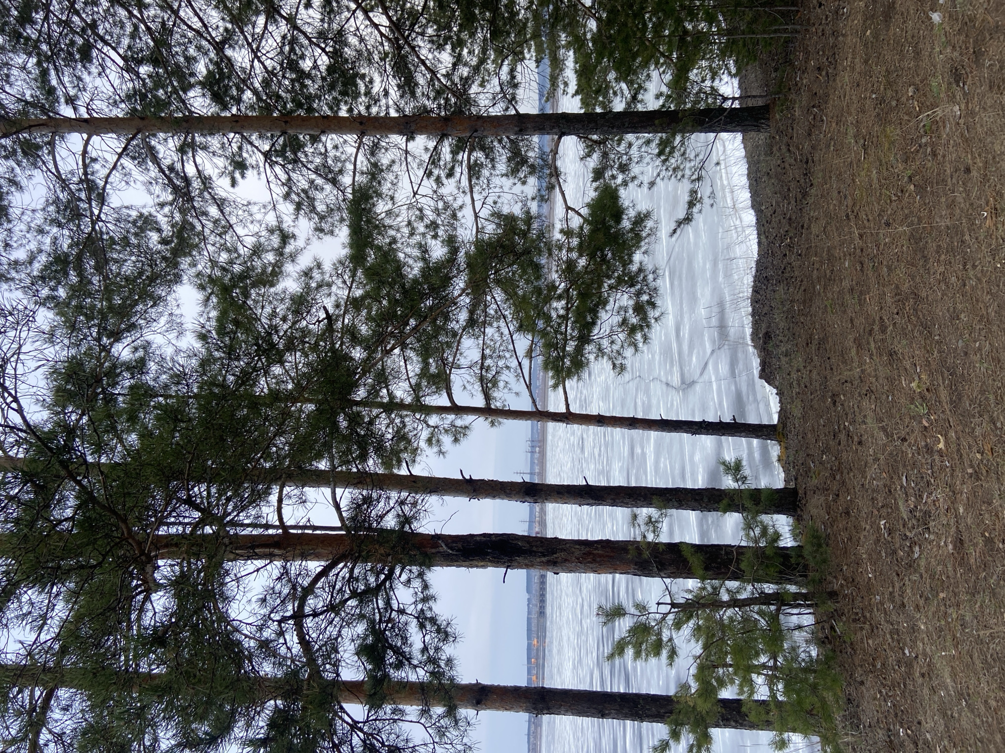 The image depicts a landscape of trees and ice, observed from a slight elevation. Five trees with dark trunks are positioned in the foreground, their branches extending upwards. In the background, a body of water or frozen lake is visible, covered in a layer of ice that shows linear patterns, possibly due to freezing or melting. Across the water, there is a faint outline of a shoreline with structures or buildings that appear to be illuminated by lights. A patch of dry, brown vegetation occupies the right side of the image, indicating a land area. The sky is overcast. Noviy, Russia is not mentioned in the image.