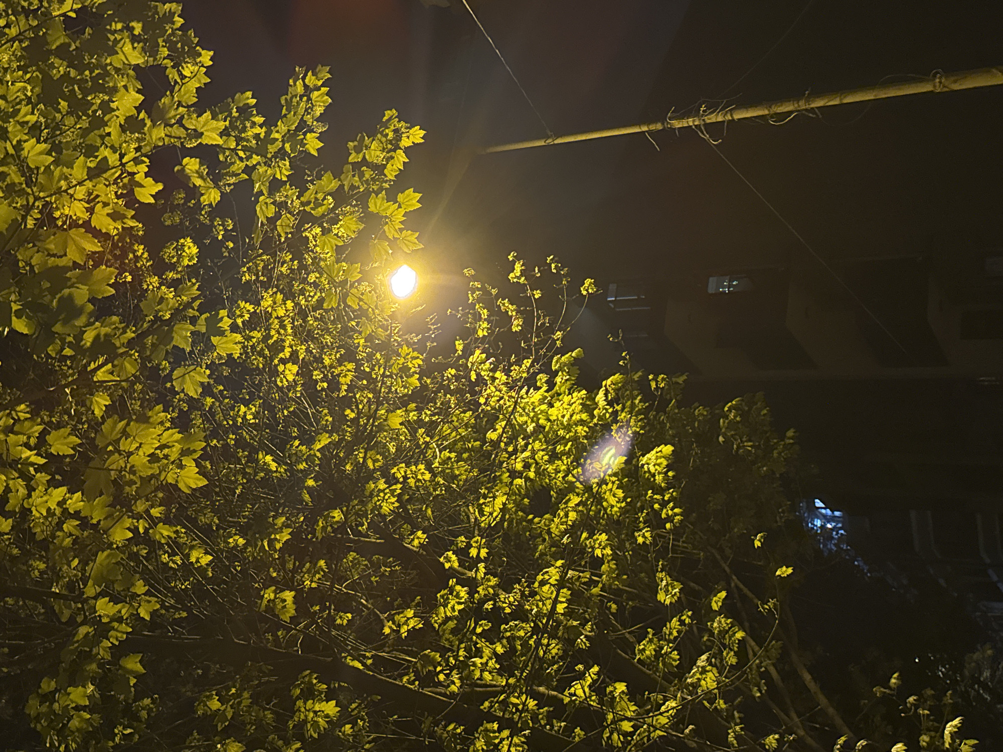 Captured at night in Burgas, Bulgaria, the image presents a low-angle view dominated by a tree with light green leaves illuminated by a streetlamp. The light source is positioned centrally within the tree's foliage, creating a strong contrast between the illuminated leaves and the surrounding darkness. Overhead, a utility pole is visible against the night sky. In the background, a building can be distinguished, but its features are obscured by the darkness. The scene appears still and quiet.