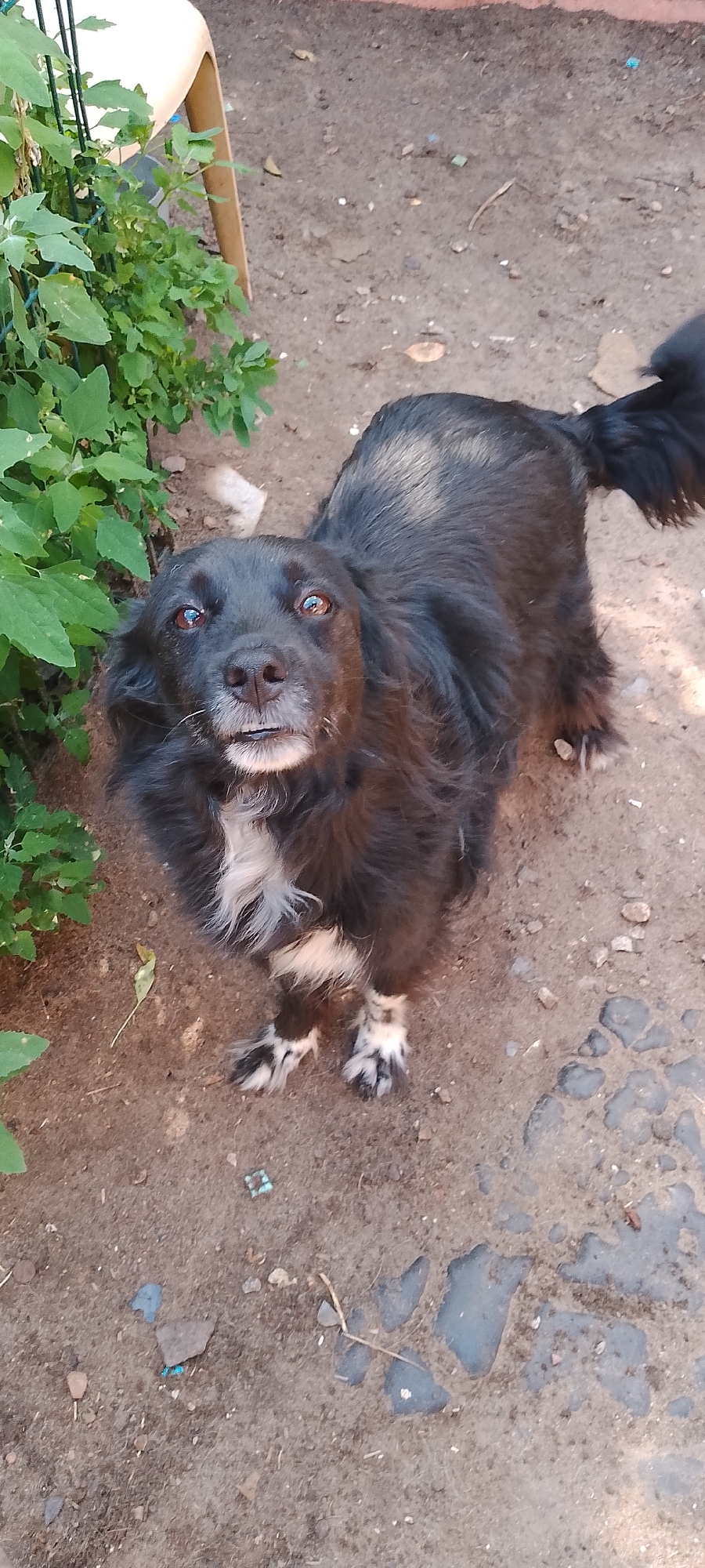 A black and tan dog with white markings on its chest and paws stands on a dirt and gravel ground. The dog is looking up at the camera with its tongue slightly out. In the background, there is green foliage and a blurry tan object that appears to be a chair. The scene is outdoors, with the ground showing patches of dried mud and scattered small stones. The lighting suggests it is daytime.