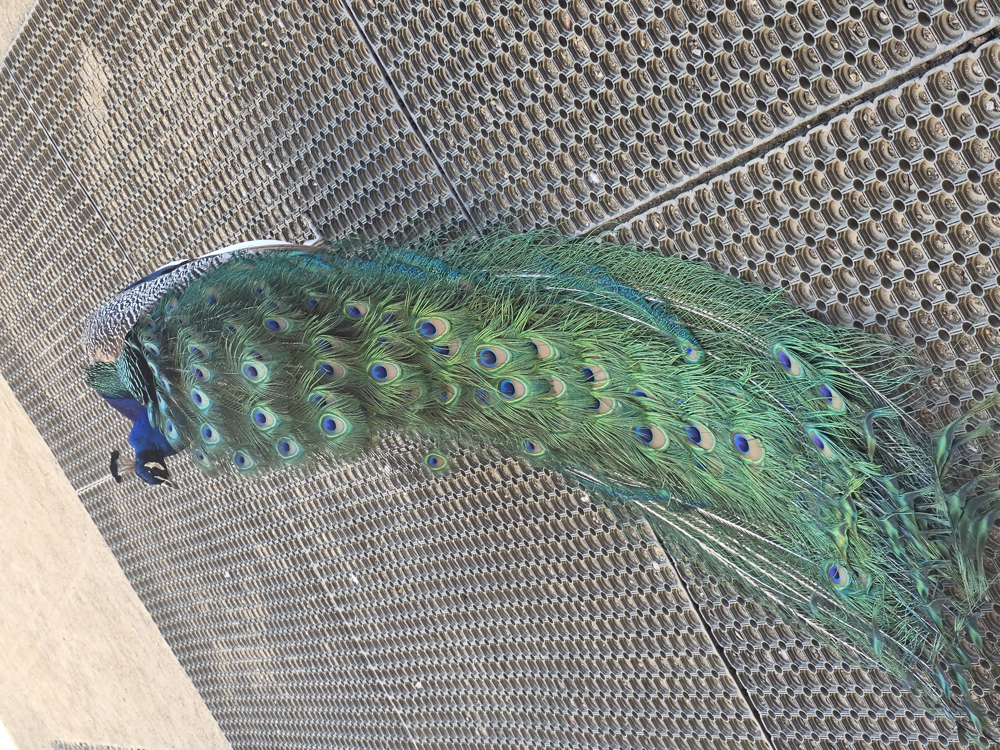 A peacock is seen standing on a textured grey and brown surface. The peacock's tail feathers, which are predominantly green with blue eye-like patterns, are spread out across the surface. The bird's head and neck, which are a deep blue color, are visible on the left side of the image. The background is out of focus and shows a light-colored concrete or stone surface on the left edge. The location is Unknown, Unknown.