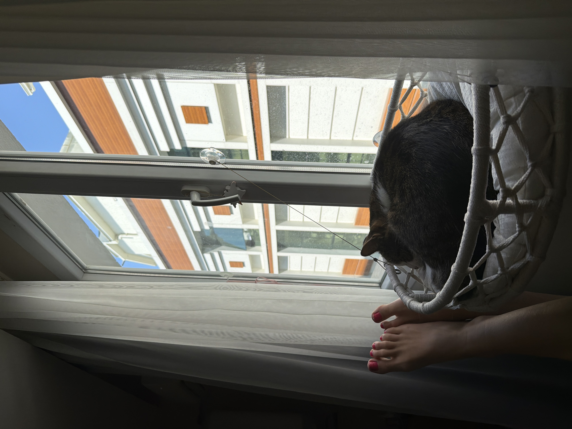 A cat sleeps in a white macrame hanging basket suspended by a cord attached to the window frame. Next to the basket, a person's feet, with pink nail polish on their toes, are visible. The scene is framed by sheer white curtains on either side of a window. Through the window, a building with white siding and orange trim is visible against a clear blue sky. The window has a white frame and a silver handle. The hanging basket appears to be indoors, in a room with low light. The building outside suggests an urban or suburban setting. The overall impression is one of peaceful domesticity. The presence of the building and its architectural style does not definitively place the image in Izmir, Turkey.