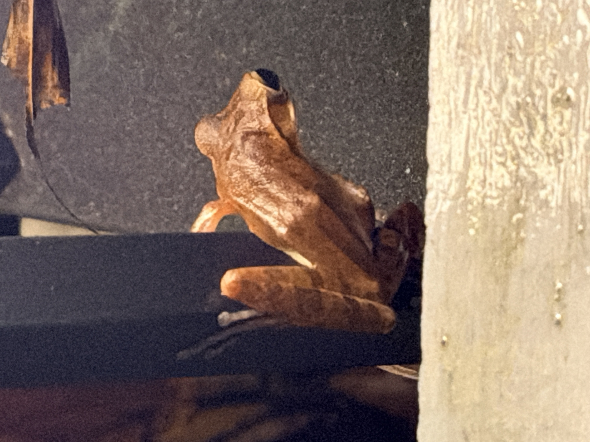A close-up, waist-level, vertical shot shows a medium-sized, reddish-brown frog clinging to a dark, vertical object with its front legs. The frog's head is turned to the right, revealing a dark eye and an open mouth. Its body is elongated and somewhat flattened. The frog is positioned against a textured, dark gray background. In the foreground, a light-colored, textured surface, possibly a rock or a textured wall, is visible. The lighting is dim, with the frog being the primary source of illumination. The image does not provide any clues about its location in Ko Samui District, Thailand.