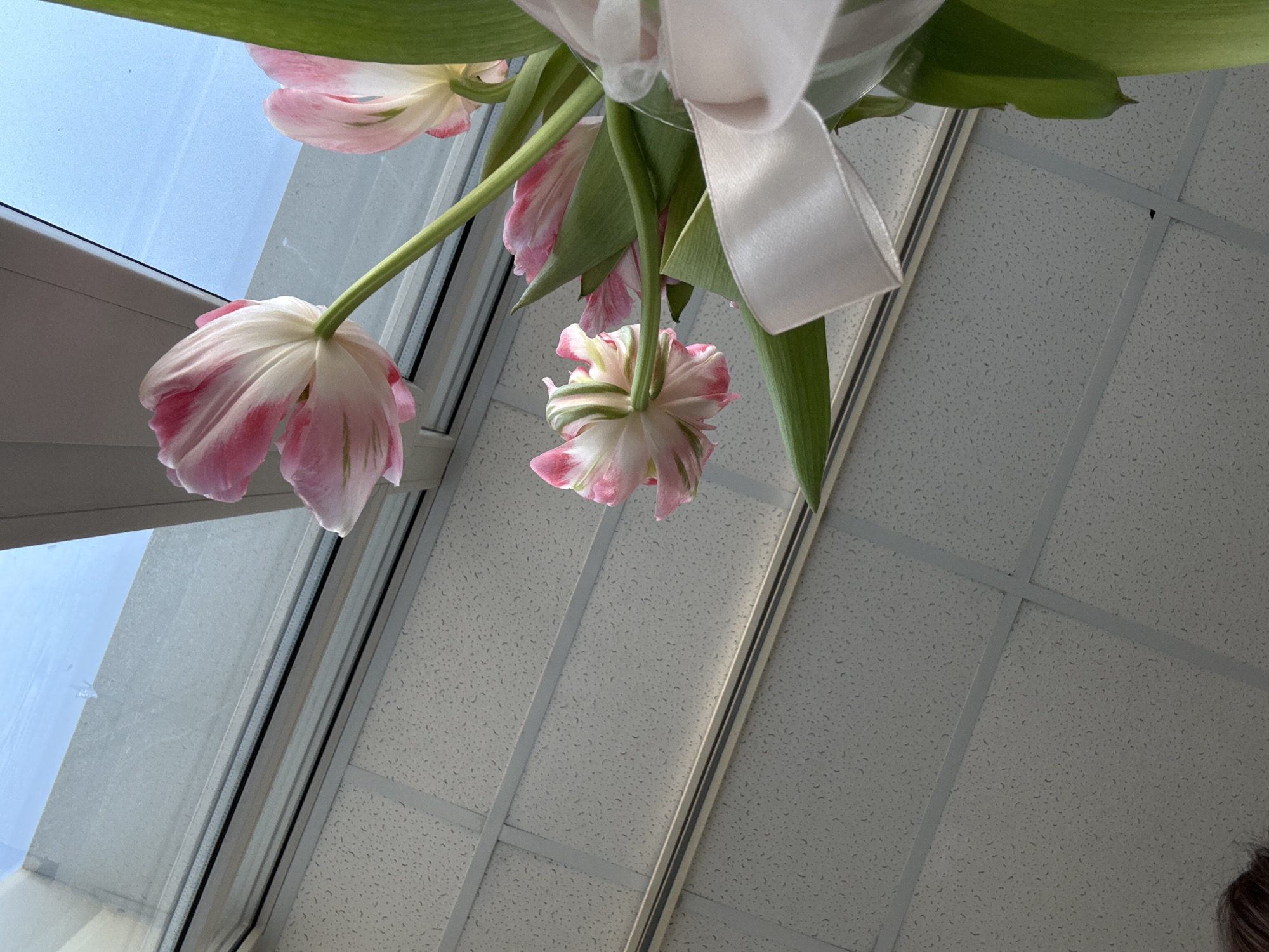 The image depicts a low-angle view of a floral arrangement featuring pink and white tulips, green leaves, and a white ribbon, possibly suspended from a ceiling. In the background is a window with a view of the sky and a ceiling with a grid pattern. The location is Chaikovsky, Russia.