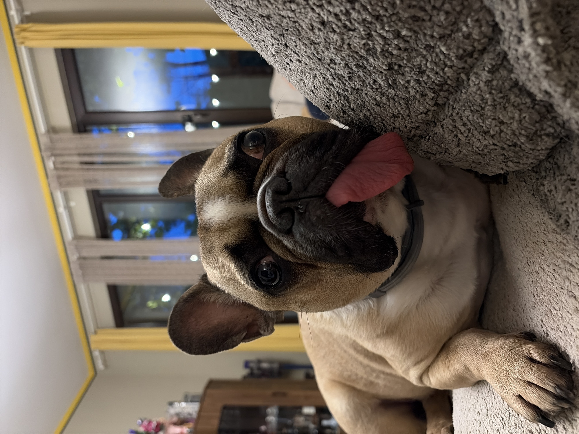 A fawn-colored French Bulldog with a black muzzle and a white chest marking is the primary subject of this close-up, portrait-style photograph. The dog is captured lying on its side on a grey, textured couch or pet bed, with its head resting on the surface. Its left eye, dark and expressive, is focused directly at the camera, conveying a curious and engaged expression. The dog's pink tongue is playfully extended to the right side of its face. A grey collar is visible around its neck.
In the background, multiple windows reveal a dark blue, evening or nighttime sky, illuminated by blurred, white artificial lights from outside. A yellow curtain or blind frames the upper left portion of the image. Further back, below the windows, indistinct household furniture, possibly a wooden cabinet with blurred decorative items, can be faintly seen. The scene depicts a relaxed and intimate moment with the pet in a comfortable home environment. This setting is located in Sofia, Bulgaria. No visible text is present in the image.