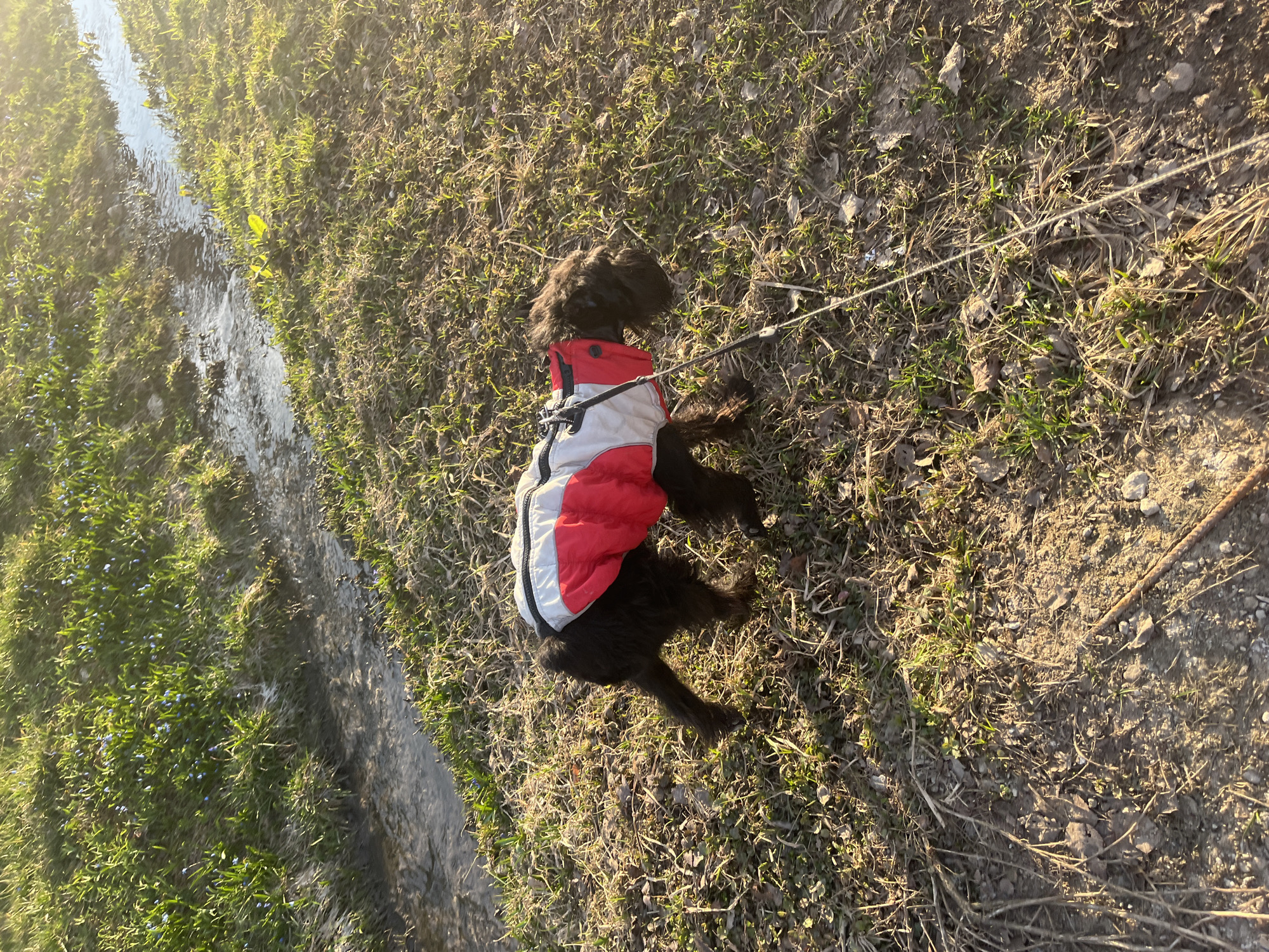 A black dog wearing a red and white jacket sits on dry grass next to a shallow stream of water. The dog is leashed. The scene appears to be outdoors in a natural setting. Podolsk, Russia is not discernible from the image.