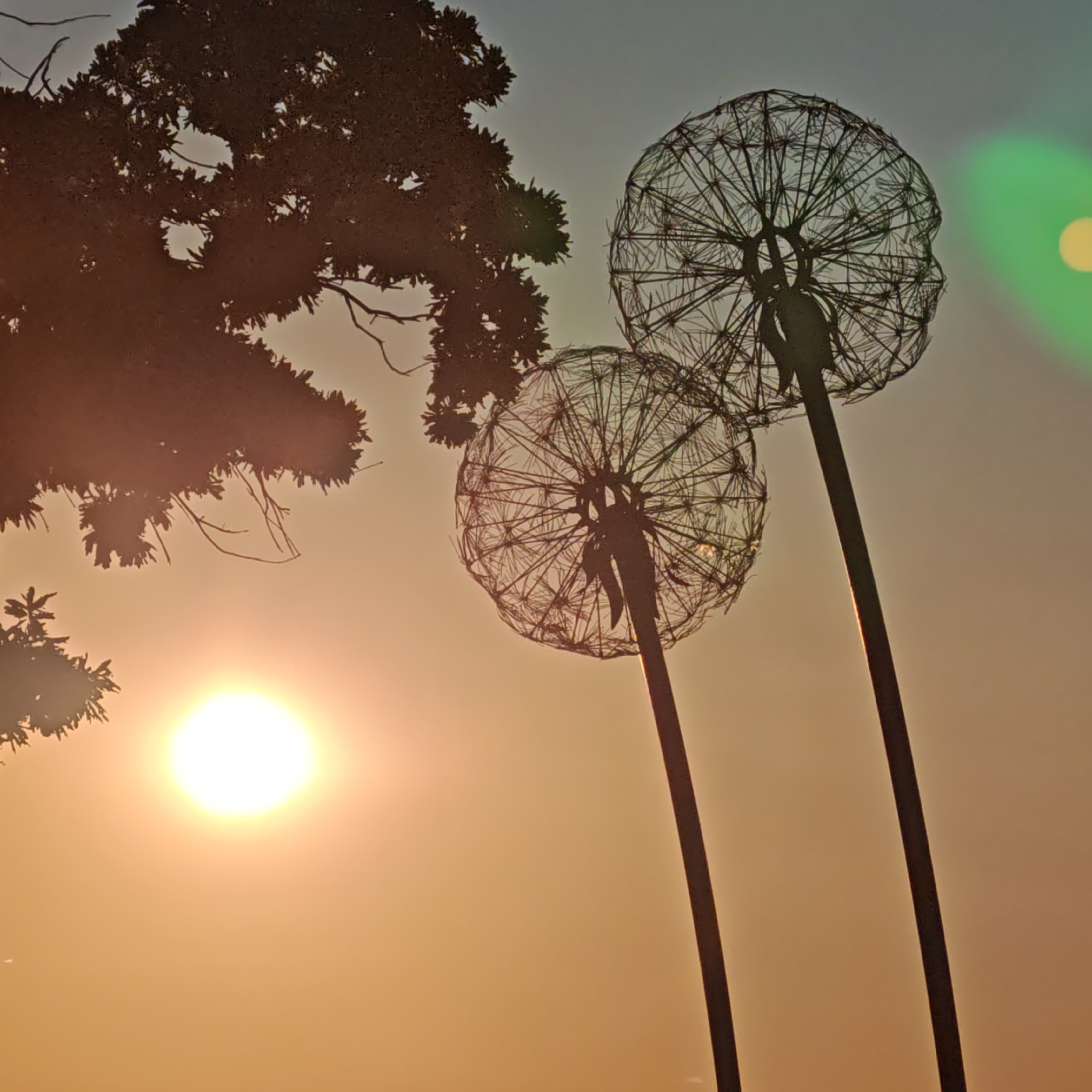The image depicts an outdoor scene at either sunrise or sunset, characterized by a radiant, warm glow. Two prominent, large-scale sculptures, designed to resemble intricate dandelion seed heads with a wireframe construction, stand silhouetted against the bright sky. The sculpture on the right is taller and more upright, while the one on the left is slightly shorter and angled.
To the left, a dense mass of tree foliage and branches is also silhouetted, partially framing the scene from the upper and lower left corners. A brilliant, bright white sun is positioned in the lower-left quadrant, casting a dominant orange and yellow light across the lower and middle portions of the sky, which gradually transitions to a soft blue-grey at the top. A noticeable green lens flare is visible in the upper right corner, along with a smaller, fainter one, indicative of the direct light source. The detailed, spiky structures of the sculptures are clearly defined by their dark outlines against the intense illumination.
The scene conveys a peaceful and artistic ambiance. There are no visible people or discernible activity taking place, nor is there any text present. The setting appears to be an open outdoor space, likely a park or garden, where these sculptural art installations are situated.