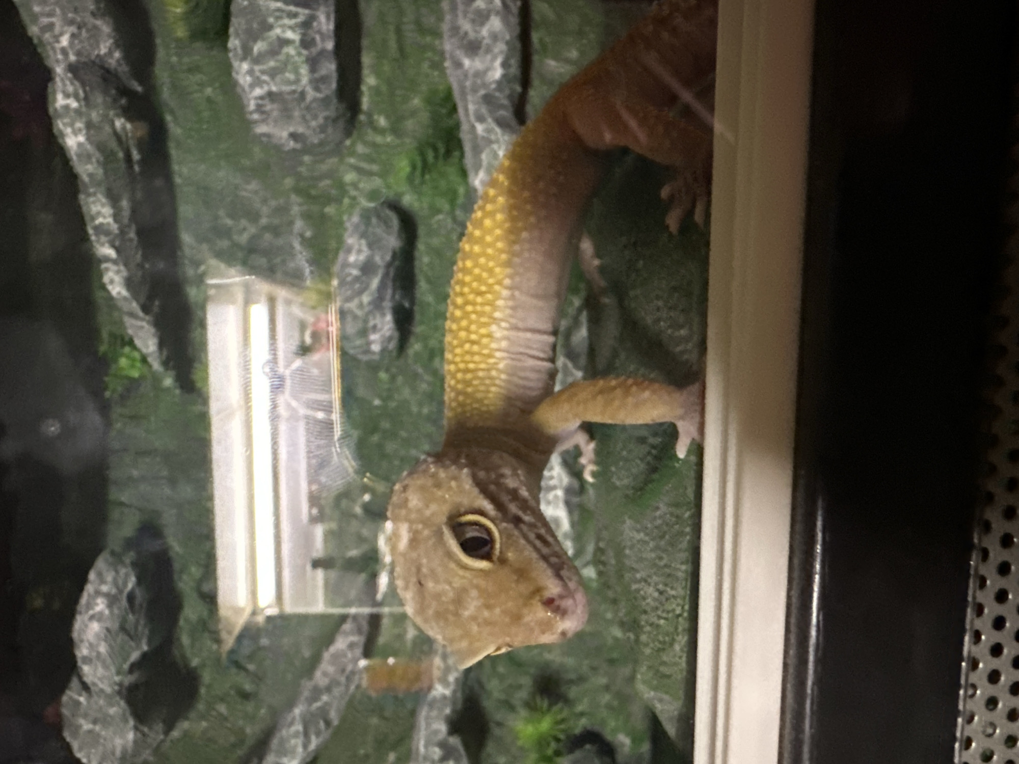 A leopard gecko is clinging to the glass of a terrarium. The gecko is mostly yellowish-tan in color with yellow spots on its back. The terrarium is decorated with artificial rock and greenery. The gecko appears to be looking directly at the viewer.