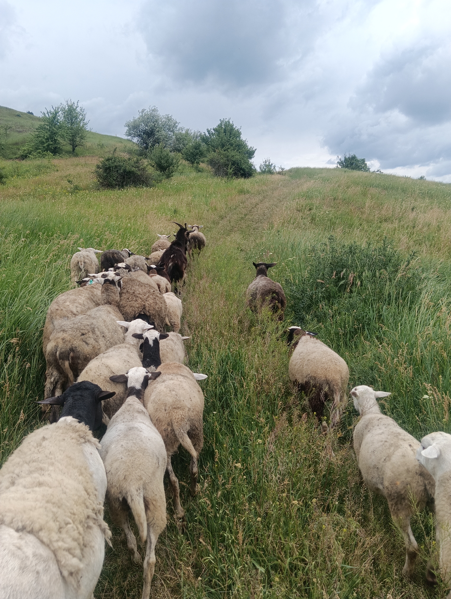 A flock of sheep and goats are walking in a grassy field under a cloudy sky. The sheep are of various colors including white, black, and brown, and some have black markings on their faces. The goats are dark brown. The field is covered in tall green grass with some dried patches and scattered wildflowers. In the background, there are rolling hills with trees and bushes. The perspective is from behind the flock, looking forward as they move away from the viewer.