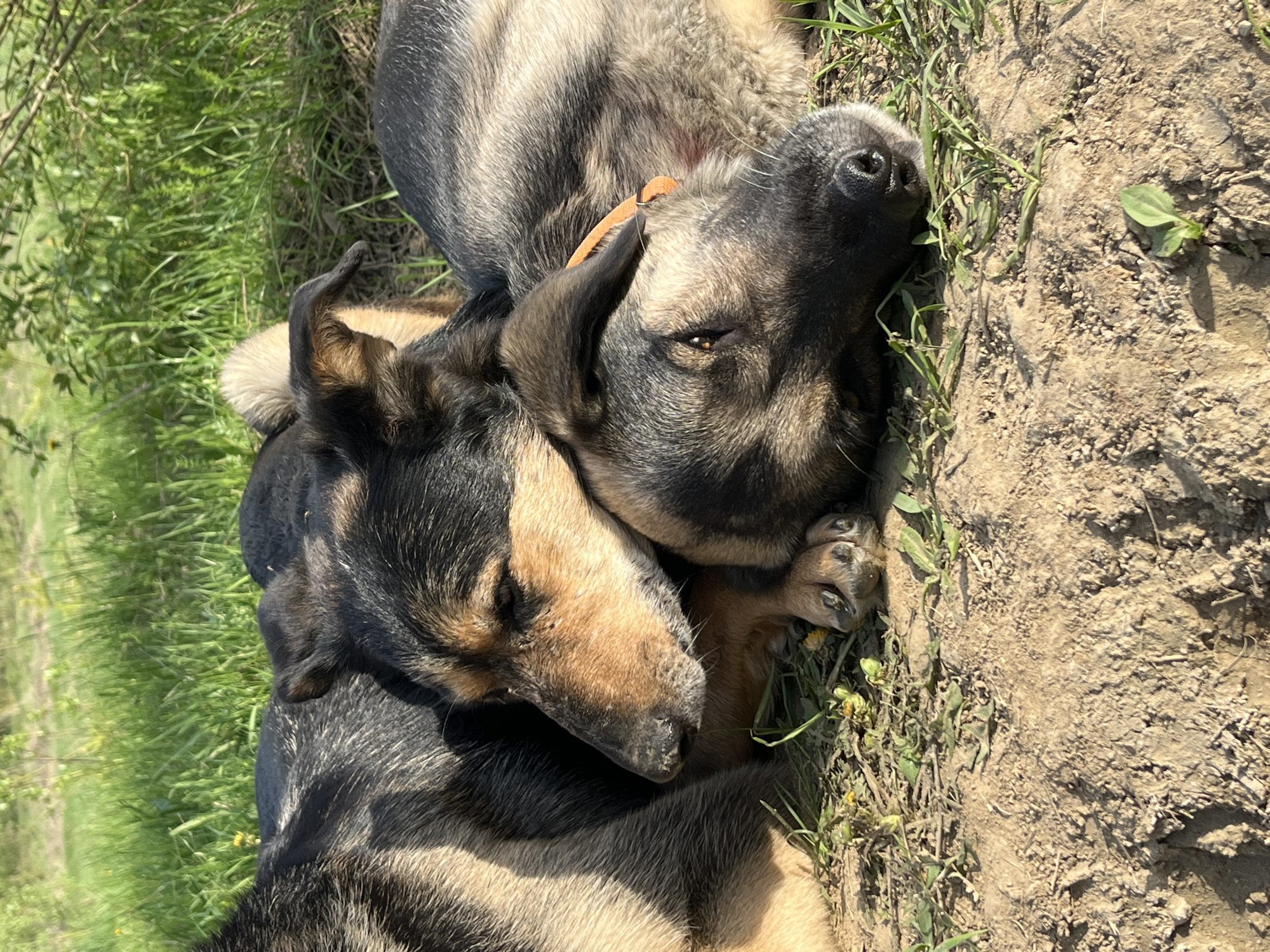 Two dogs are lying close together on the ground, which is a mix of dirt and grass. One dog has its head resting on the other dog's paws. The background shows more grass and vegetation. This appears to be an outdoor setting, likely in a rural or park-like area. The location of Nizhny Tagil, Russia is not verifiable from the image.