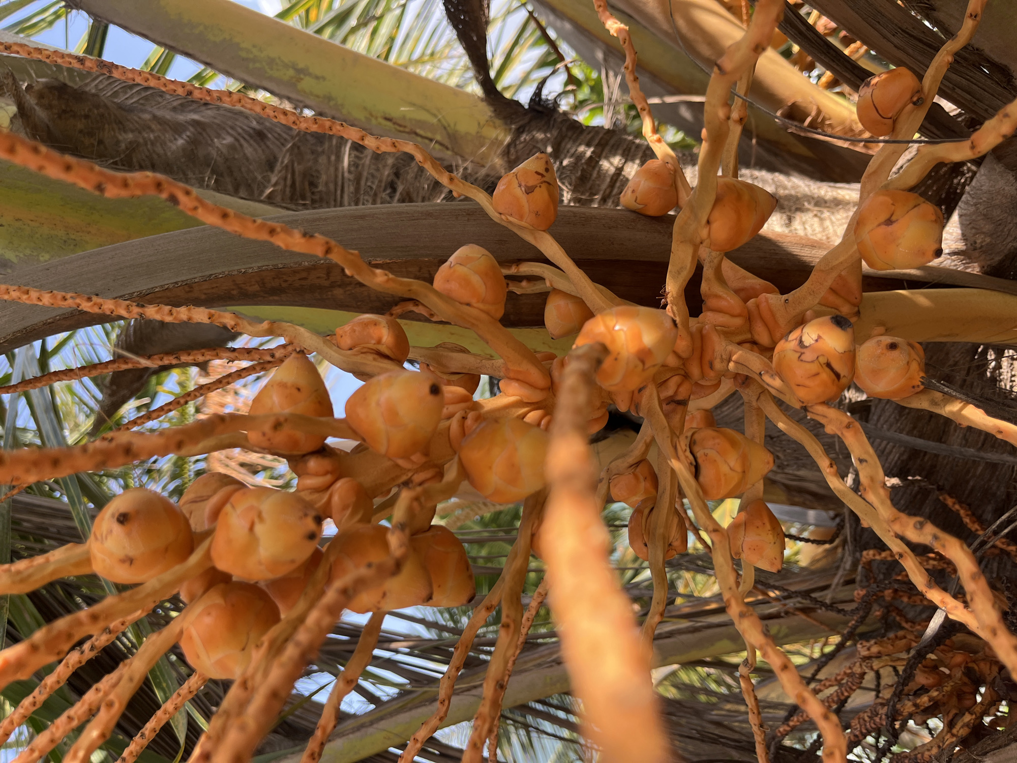 The image shows a close-up view of a cluster of young coconuts on a palm tree. The coconuts are a bright orange-yellow color and are clustered together on woody stems. The stems are also a vibrant orange color. In the background, palm fronds and a portion of the palm tree trunk are visible. The sky appears to be a bright blue, suggesting it is a sunny day. The image does not contain any people or visible structures. This scene is typical of a coastal environment, and given the prompt specifying Matara, Sri Lanka, it is likely located in that city.