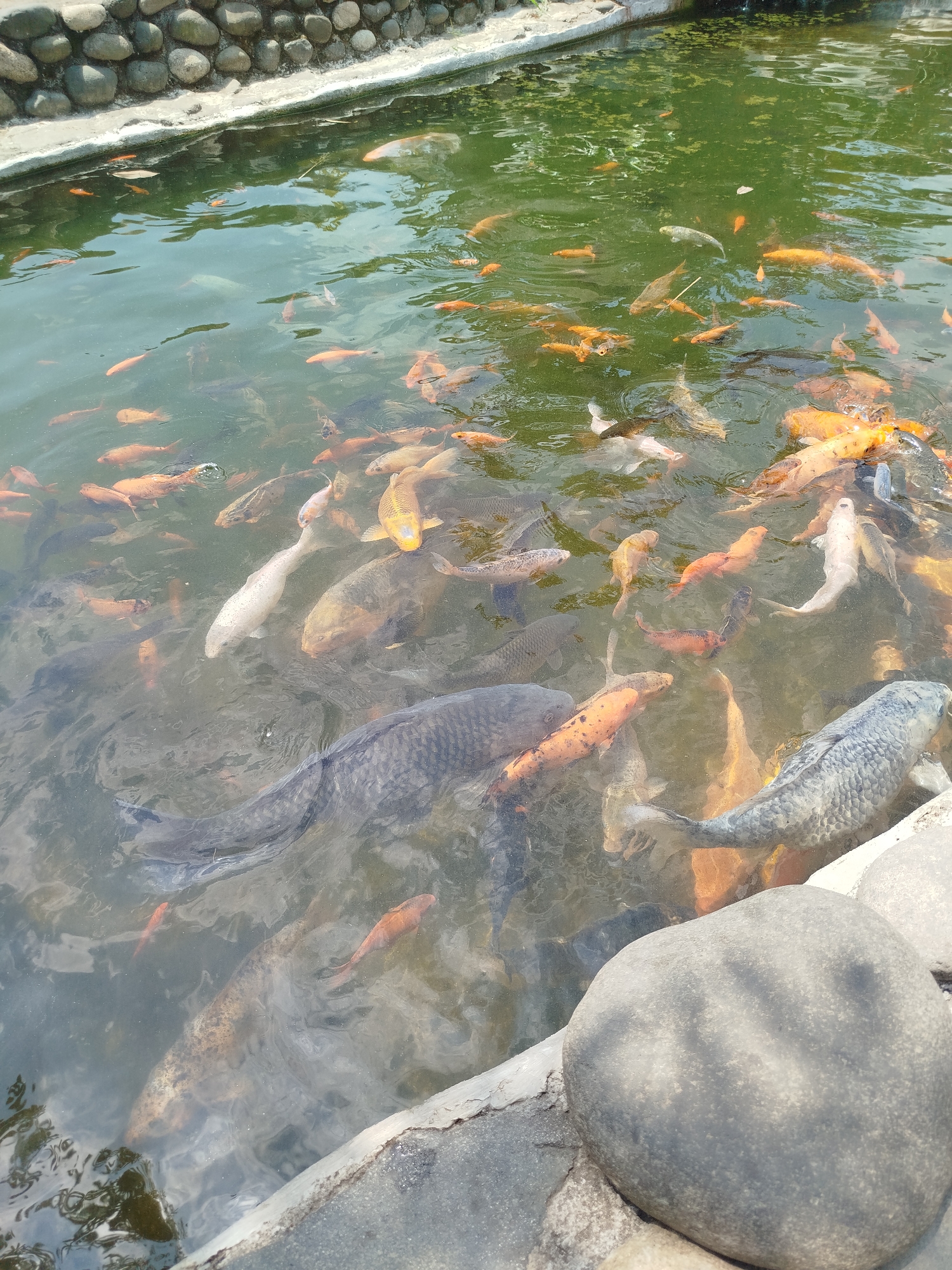 The image shows a pond teeming with numerous koi fish. The water is a murky green, with reflections of the sky and surrounding foliage visible on the surface. The pond's edge is lined with natural stones and concrete. The fish are of various sizes and colors, predominantly orange, white, and gray. Some fish are close to the surface, while others are submerged. The overall impression is a lively aquatic environment. The location is identified as Ngesrepbalong, Indonesia.