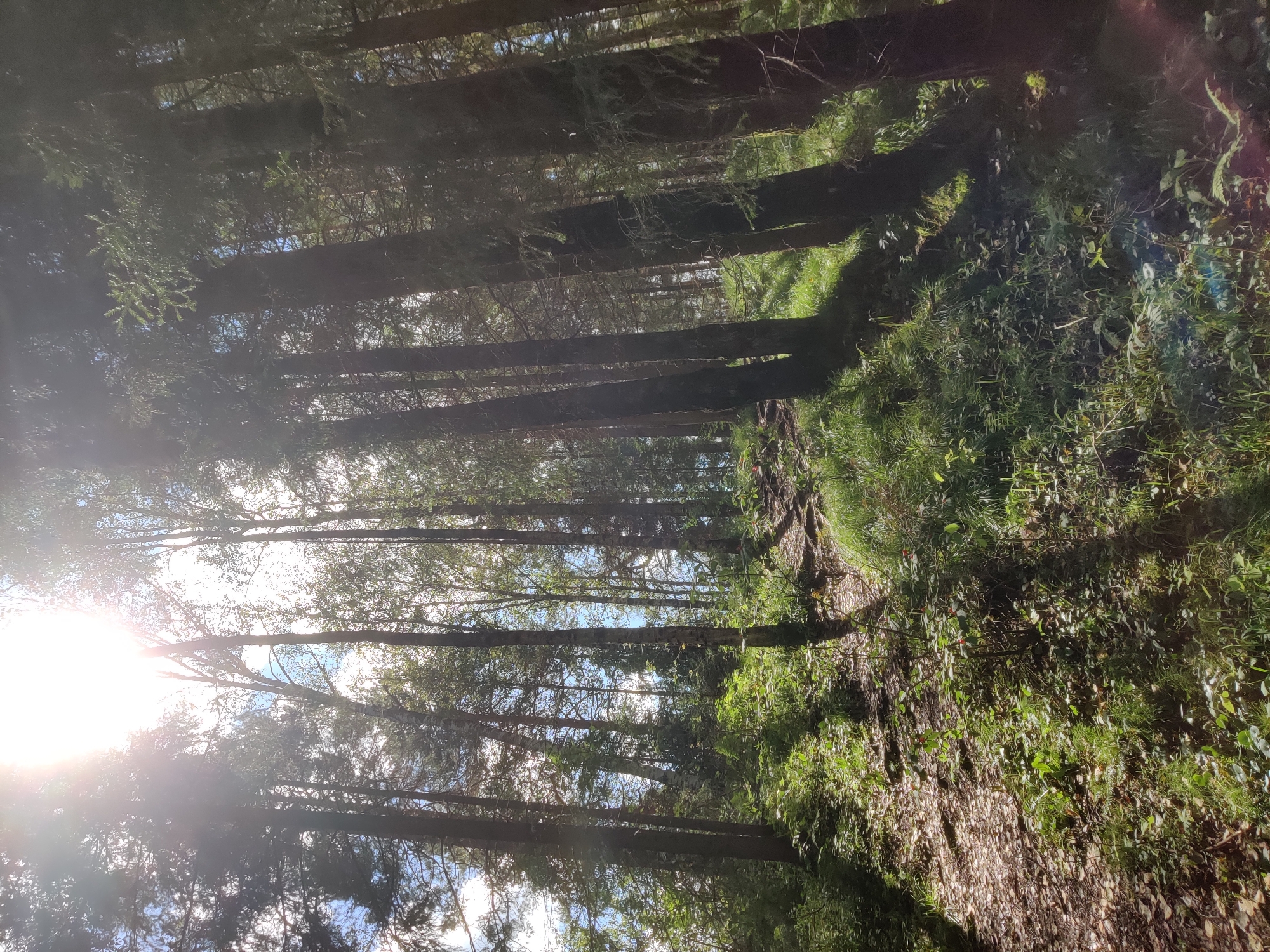 The image depicts a sun-dappled forest path in Bazhukovo, Russia. Tall trees, predominantly evergreens with some deciduous varieties, line the path, casting long shadows. Sunlight filters through the dense canopy, creating bright highlights and dappled patterns on the forest floor. The ground is covered with a mix of fallen leaves, grass, and small plants, with some rocks and exposed roots visible. The path itself appears to be dirt or gravel, winding uphill through the trees. The overall scene suggests a tranquil, natural environment within a wooded area.