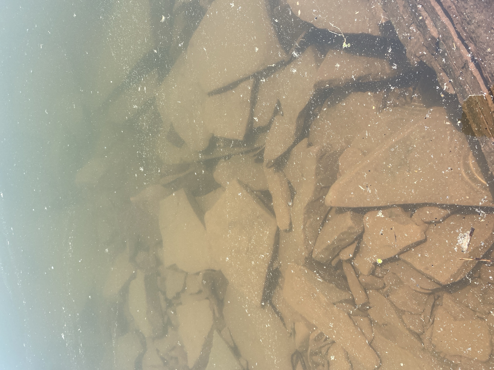The image shows a close-up view of shallow, murky water with submerged rocks and debris. The water is a greenish-brown color and has a significant amount of small white particles floating on and in it. The rocks are angular and flat, varying in size, and appear to be partially covered by sediment. Some dark, elongated shapes, possibly submerged branches or logs, are also visible. The overall scene suggests a natural body of water, such as a riverbed or shallow lake, potentially in a rural or undeveloped area. There are no people or animals visible in the image.