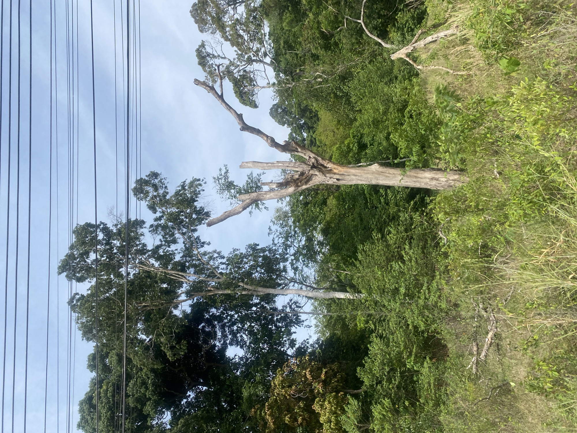 The image shows a landscape scene in Choeng Thale, Thailand. Lush green foliage dominates the foreground and midground. A tall, bare tree trunk stands prominently among the greenery, its branches truncated. A few other trees with green leaves are interspersed. Power lines are visible in the upper left portion of the frame, stretching across a blue sky with some light cloud cover. The scene conveys a natural environment juxtaposed with utility infrastructure.