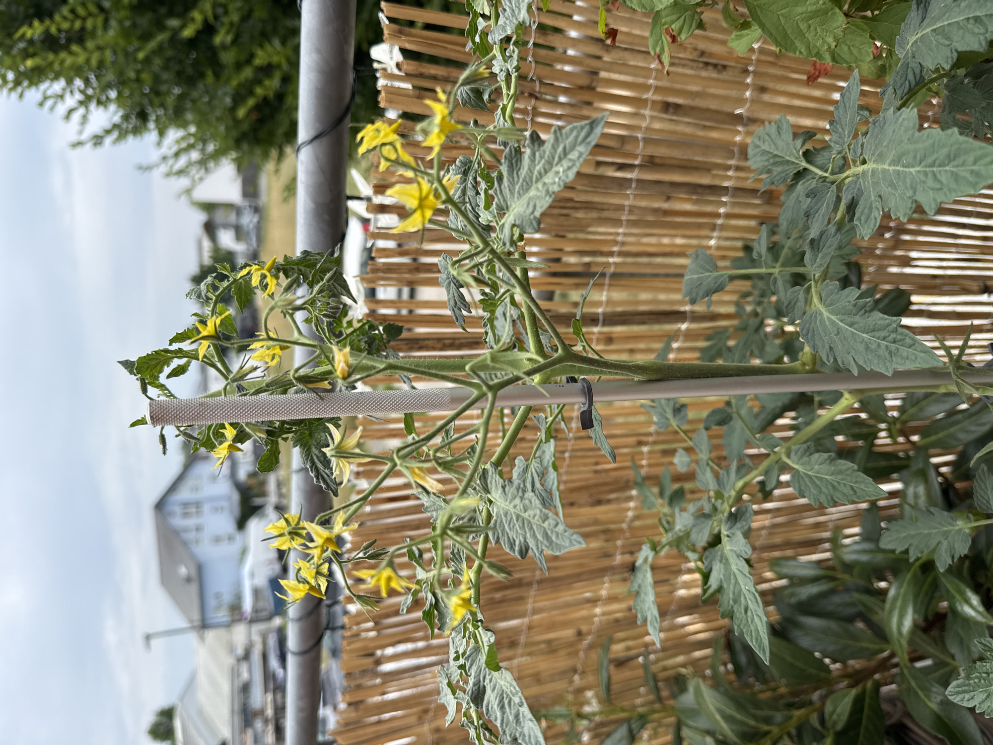 A close-up, eye-level shot captures a young tomato plant with yellow flowers and green leaves. The plant is staked with a grey pole and secured by a black clip. In the background, a natural bamboo fence lines the perimeter of a balcony or patio. Beyond the fence, residential buildings, a white van, and lush green trees are visible under a cloudy sky. The scene is set in Wettstetten, Germany.