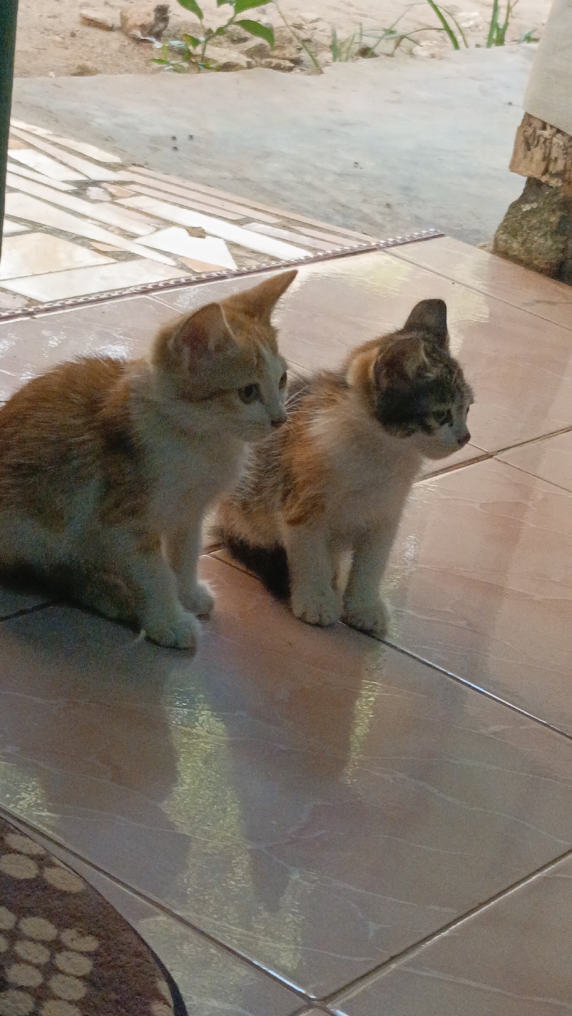 Two kittens are sitting on a tiled floor in what appears to be an outdoor area in Gumuk Mas, Indonesia. The kitten on the left is primarily orange and white, with its body turned slightly to the left and its head looking to the left. The kitten on the right has a calico pattern of white, orange, and dark brown/black patches, with its body facing forward and its head turned to the right. The floor is made of light-colored square tiles with a subtle pattern. In the background, there is a transition to a dirt or gravel surface with some sparse vegetation and a rough-textured, possibly stone or concrete, structure on the right side. A portion of a patterned rug or mat is visible in the lower left corner of the image. The lighting suggests it is daytime, with some shadows cast on the floor.