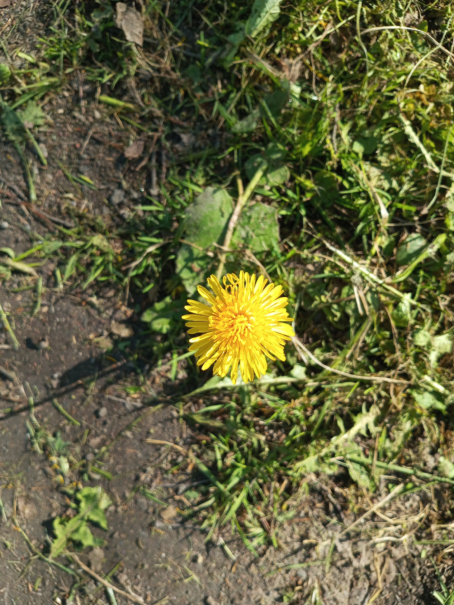 The image shows a single, bright yellow dandelion flower blooming in a patch of ground. The ground is a mixture of bare soil and sparse green grass and other low-lying vegetation. The soil appears slightly damp. The setting appears to be outdoors. The location in the city of Kommunar, Russia is not possible to determine from the given image.