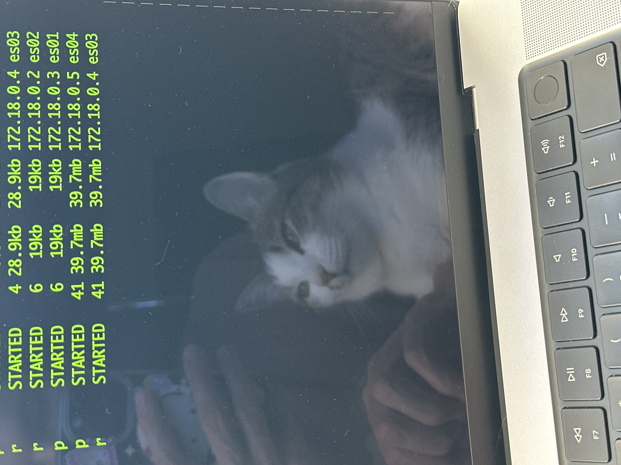 The image shows a laptop screen displaying terminal output with lines of text including the word "STARTED" followed by numerical data, IP addresses, and identifiers like "es03" and "es02". A cat is also reflected in the screen, appearing to be either lying down or sitting in front of the laptop. Part of the laptop's keyboard is visible in the right portion of the image. There is no information to indicate this is in Krasnoyarsk, Russia.