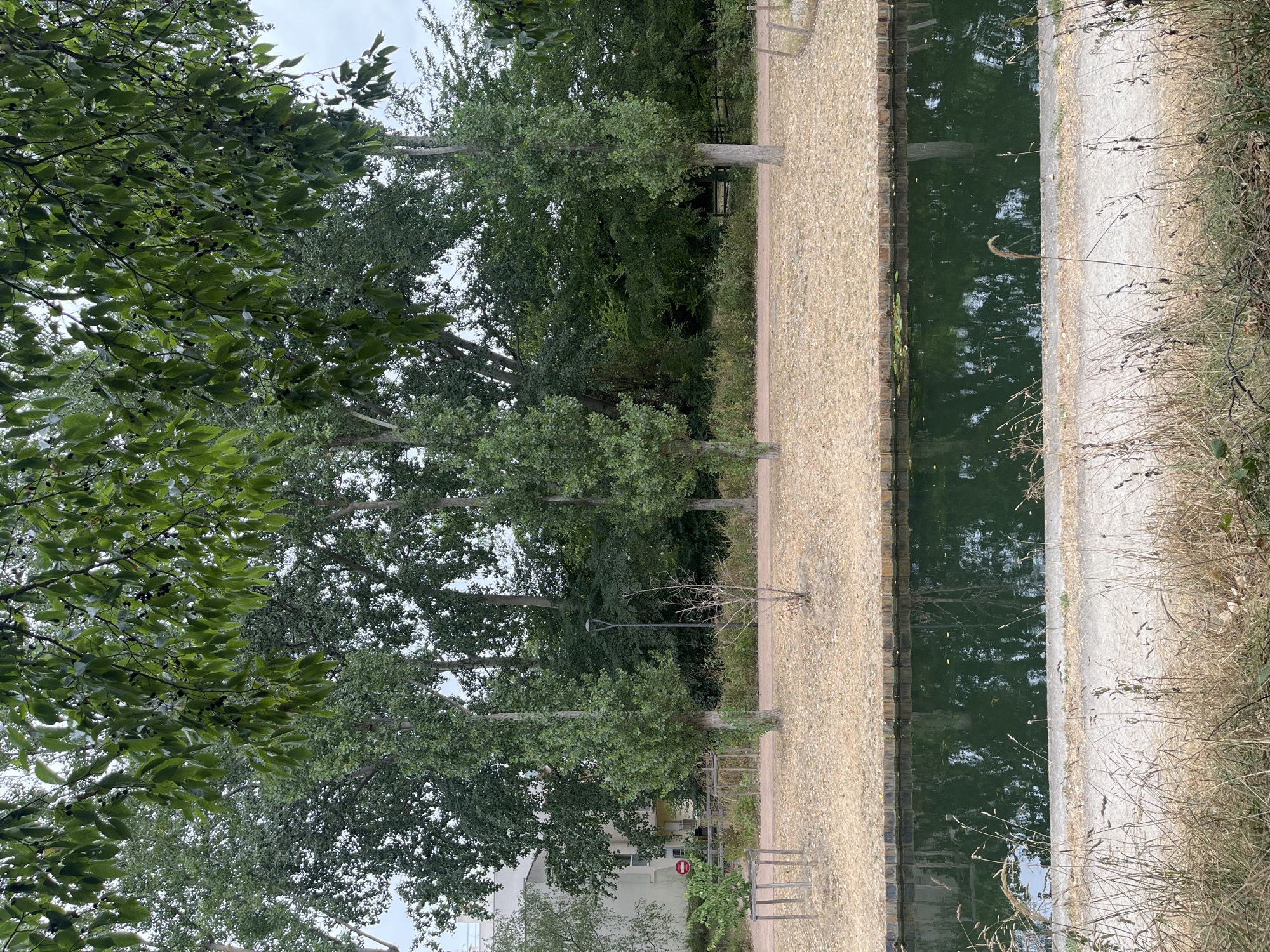This is a landscape photograph taken in Aulnay-sous-Bois, France, likely in a park or along a canal. The foreground features dry, tall grass and a concrete path. Beyond the path is a dark green canal with reflections of trees and the sky. The canal is bordered by a raised wooden structure and then a path covered in dry, straw-like material.
In the middle ground, several tall, slender trees with green foliage stand in a row. Behind them, a dense line of mature trees creates a dark green backdrop. To the far left, a portion of a light-colored building is visible, with a red and white "STOP" sign on a post. A street lamp is positioned between the slender trees and the dense tree line. A small, bare, twiggy tree stands to the right of the street lamp.
The top of the image is dominated by the branches and green leaves of trees, some of which have small dark berries. The sky is overcast and light gray. The overall impression is one of a somewhat dry, late summer or early autumn scene in a semi-urban natural setting.