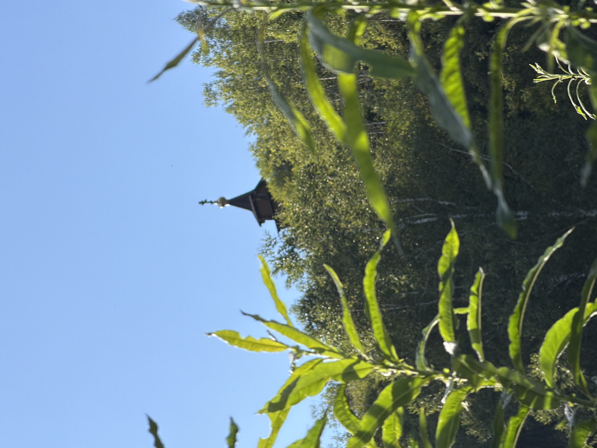 The image shows a bright blue sky above a lush green forested hill. In the distance, the dark brown spire of a wooden church with a golden cross is visible, peaking above the trees. In the foreground, out-of-focus green leaves and stems obscure part of the view, suggesting a natural, outdoor setting. The scene is tranquil and appears to be a rural landscape, possibly in Ust'-Pyzas, Russia, given the context.
