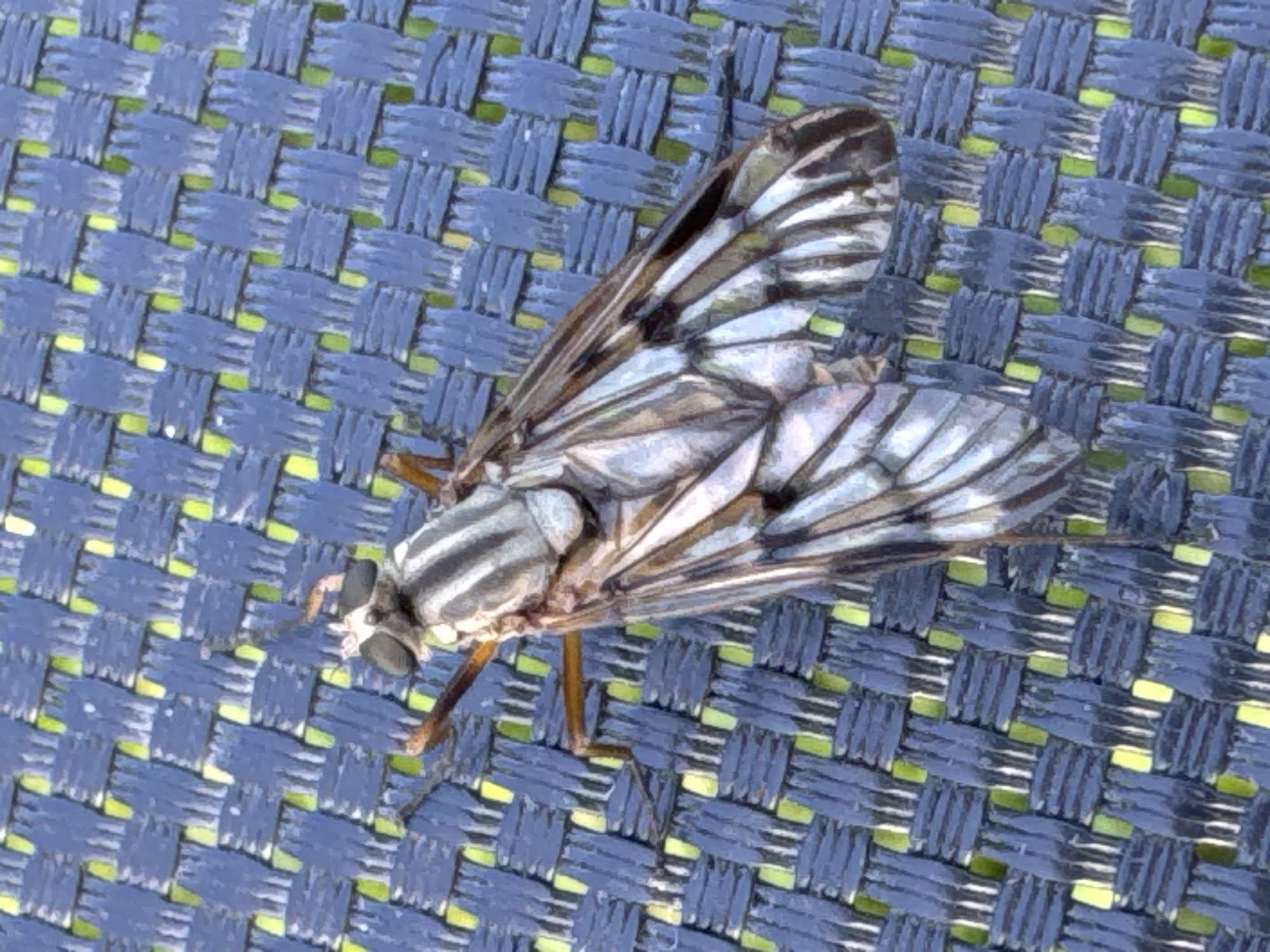 A fly with striped black and white markings is resting on a blue woven surface, possibly a chair or mat, with visible green threads. The fly's wings are iridescent and appear to be patterned with veins. The image is taken from a top-down perspective, and the fly is the central subject. There is no indication of the fly's location in Rusalevka, Russia.
