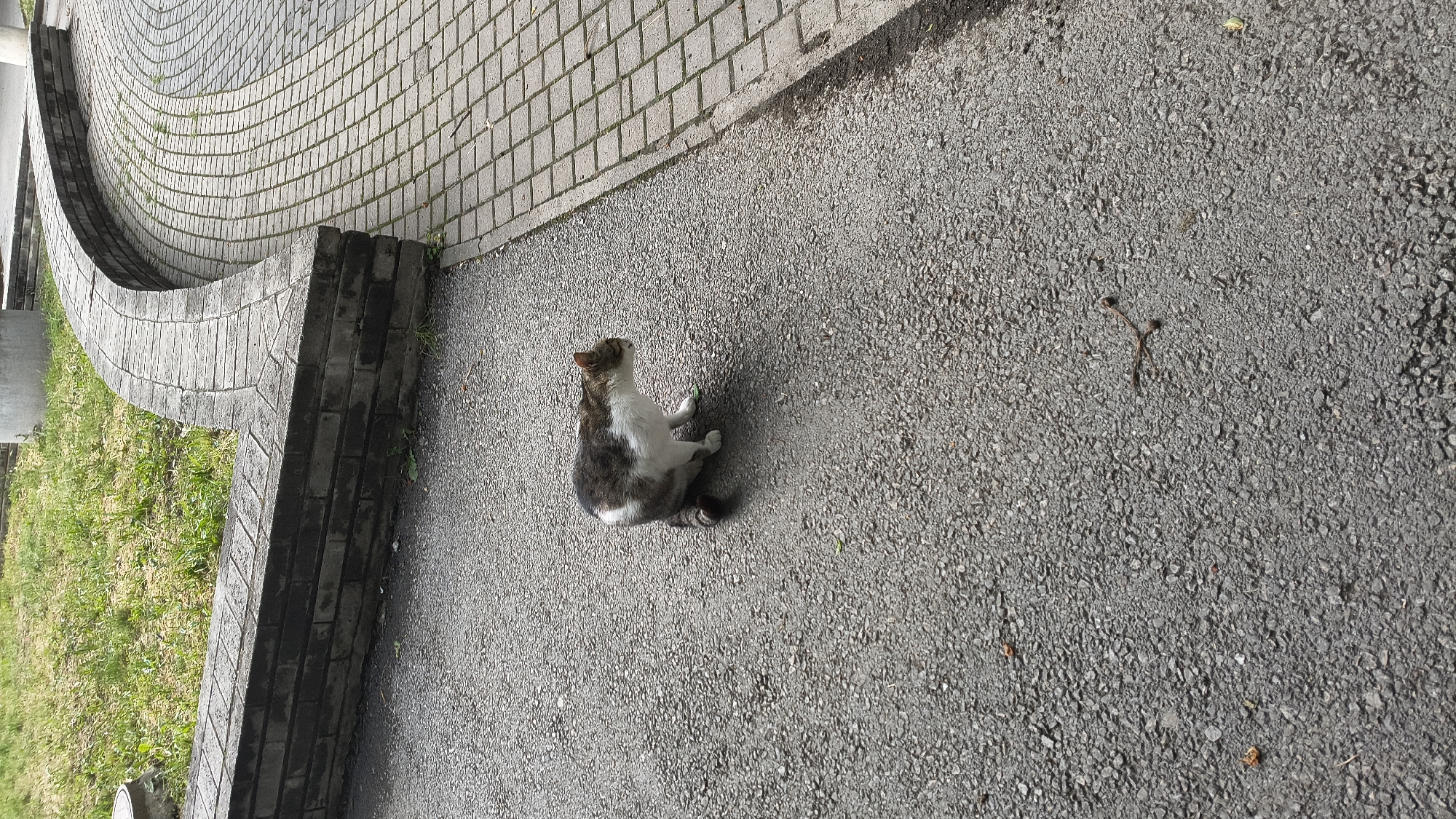 The image captures an outdoor scene in Shumen, Bulgaria, featuring a domestic short-haired cat. The cat, exhibiting a white and dark grey/brown patchy coat with a striped tail, is positioned in a low, crouched stance on a coarse asphalt surface, facing towards the right side of the frame with its head slightly lowered. Its tail is curled around its hind legs. To the right of the asphalt, a curvilinear section of light grey concrete pavers, arranged in a square grid pattern, extends into the distance. A low, dark grey retaining wall, constructed from rectangular stone blocks, forms a barrier across the upper mid-ground, separating the paved areas from a patch of green grass. The grass appears somewhat sparse in areas. In the upper background, a light grey cylindrical concrete object is partially visible behind the grass. Scattered on the asphalt are small fragments of organic debris, including a distinct Y-shaped dark brown twig and a small green leaf near the cat's front paws. The scene is illuminated by diffuse daylight, casting minimal shadows.
