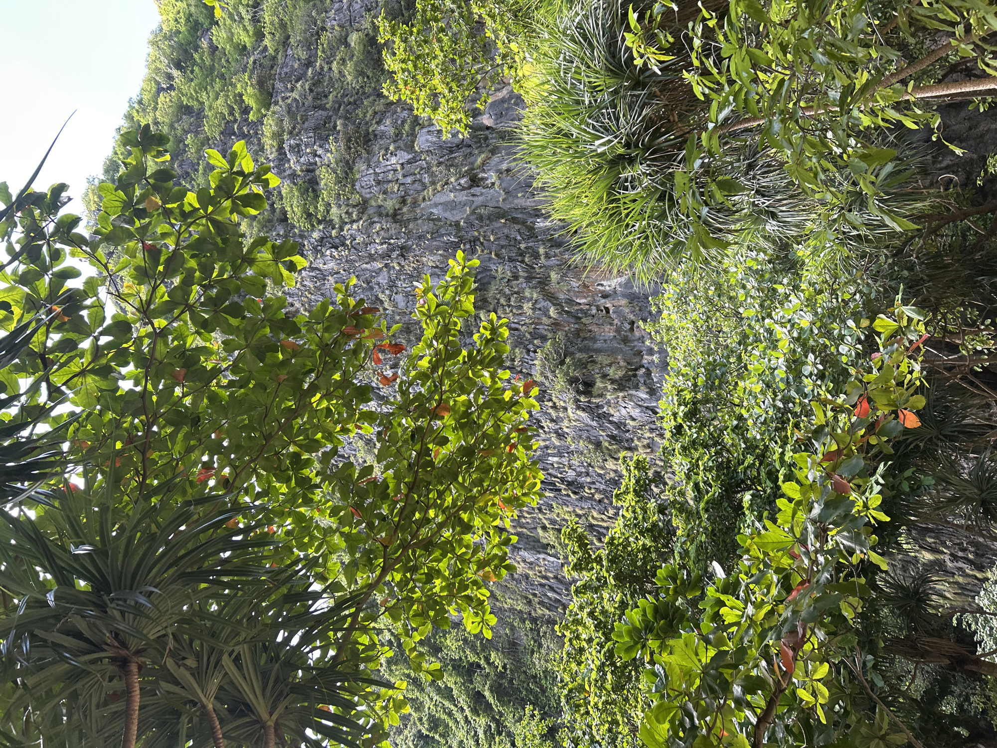The image depicts a dense, green jungle with a towering limestone cliff face as the backdrop, characteristic of the landscape in Ao Nang, Thailand. Lush vegetation, including large-leaved trees with reddish-tinged leaves and spiky palm-like plants, dominates the foreground and mid-ground. The cliff is rough and textured, partially covered with smaller plants and moss. The sunlight filters through the leaves, creating dappled light and shadows. No people or animals are visible in the scene. The overall impression is one of a vibrant, tropical natural environment.